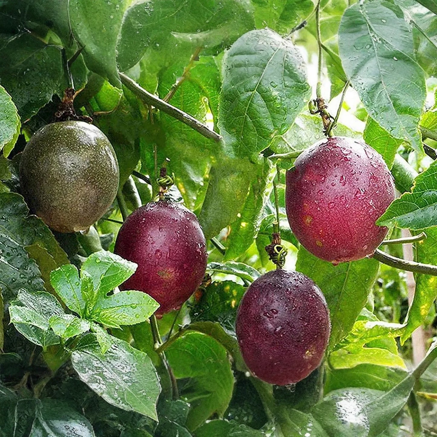 50pcs Passion Fruit Seeds - Grow Exotic Tropical Vine - Non-GMO Seeds for Planting Delicious Edible Garden Fruit