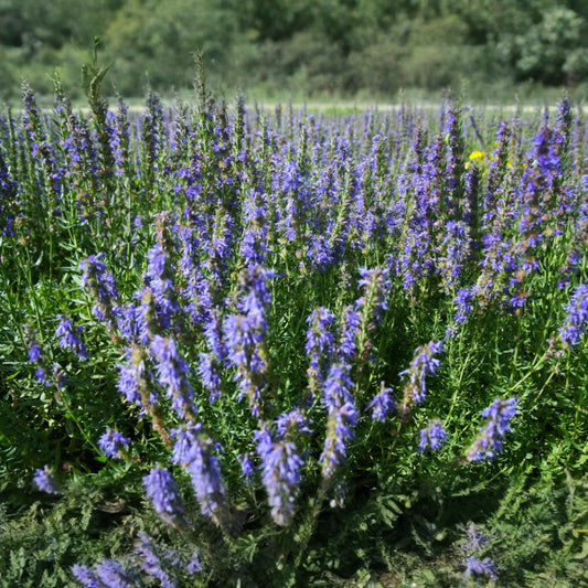 Hyssop Seeds - 500+ Non-GMO Heirloom Medicinal Herb Seeds for Garden - Hyssopus officinalis