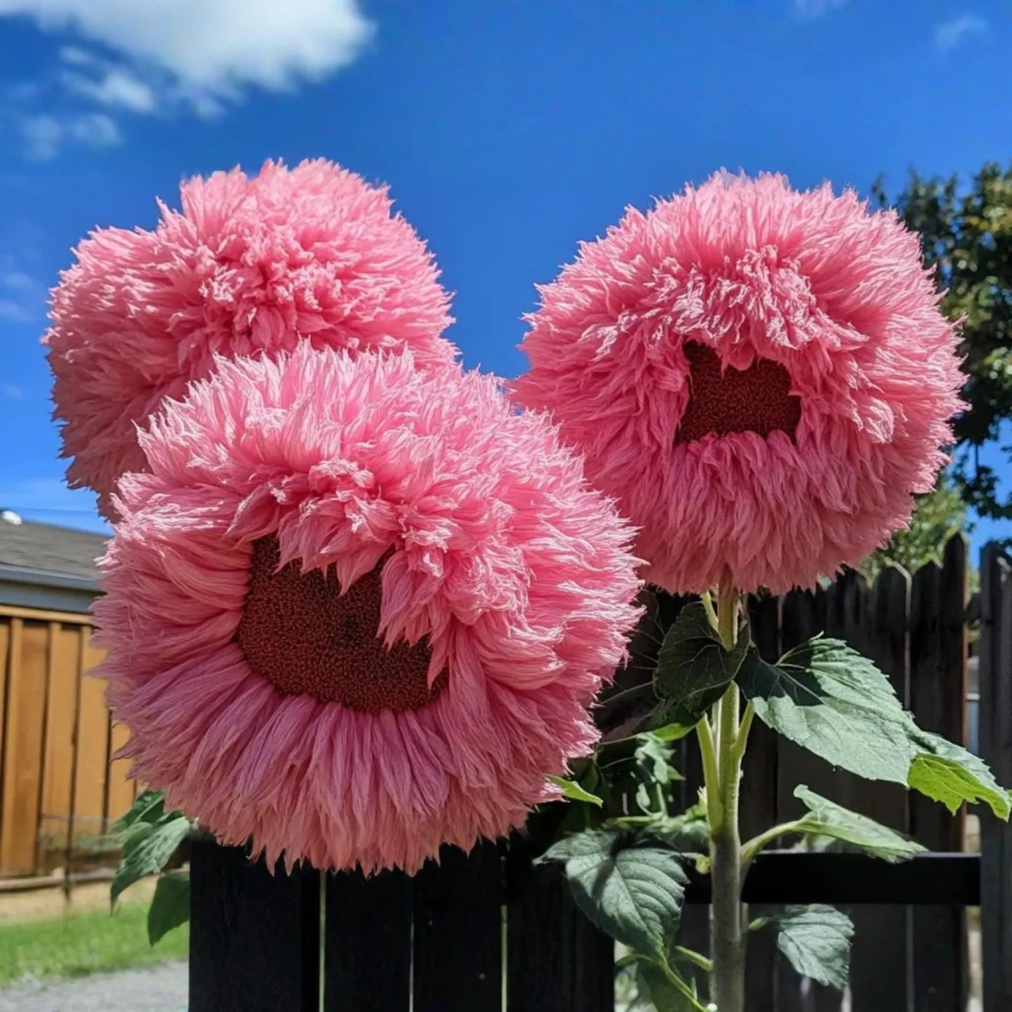 50pcs Rare Pink Giant Teddy Bear Sunflower Seeds - Unique Fluffy Blooms, Heirloom Variety, Easy to Grow