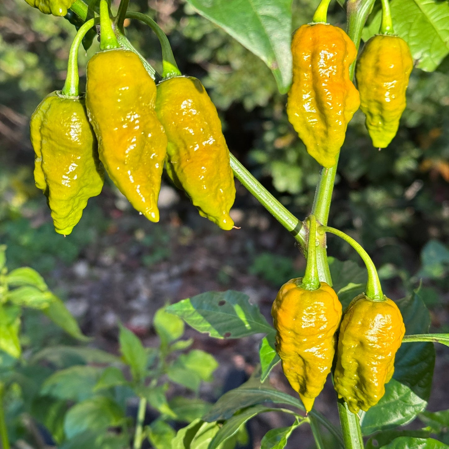 Death Spiral Mustard - Seeds