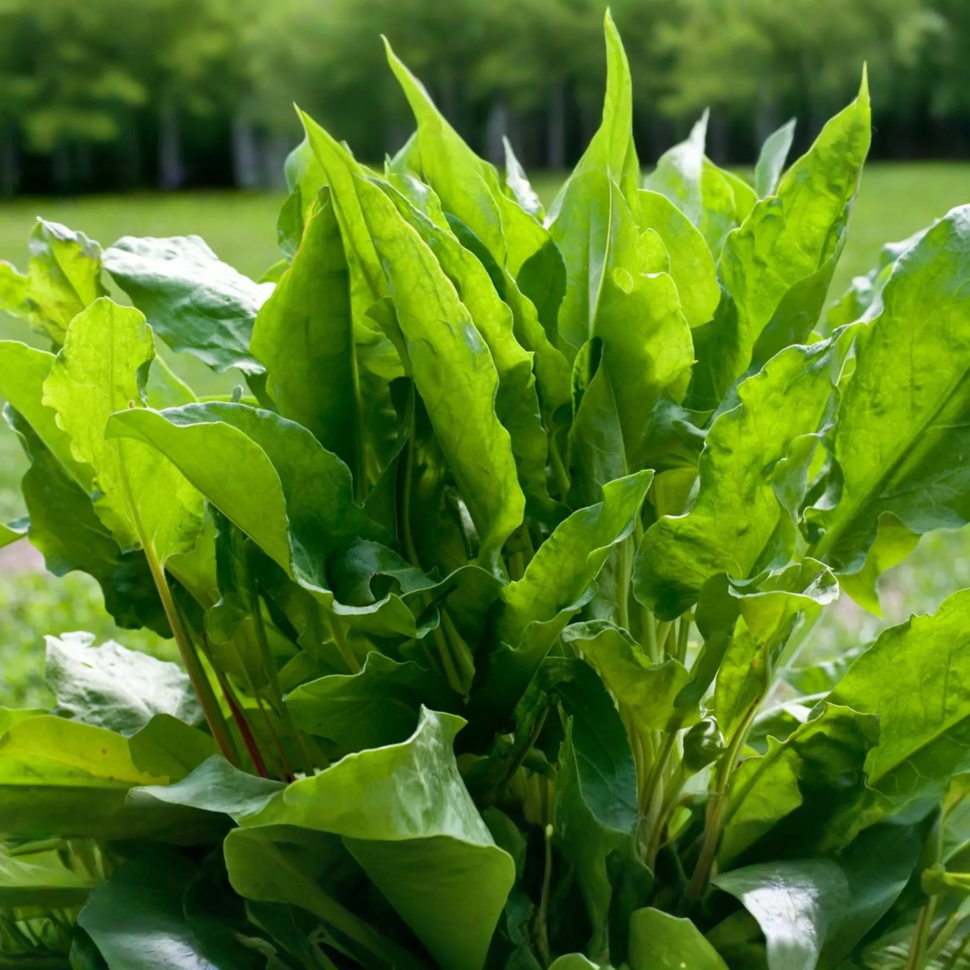 250mg Large Leaf Sorrel Seeds | Rumex acetosa | Tangy, Perennial Herb for Salads & Culinary Use