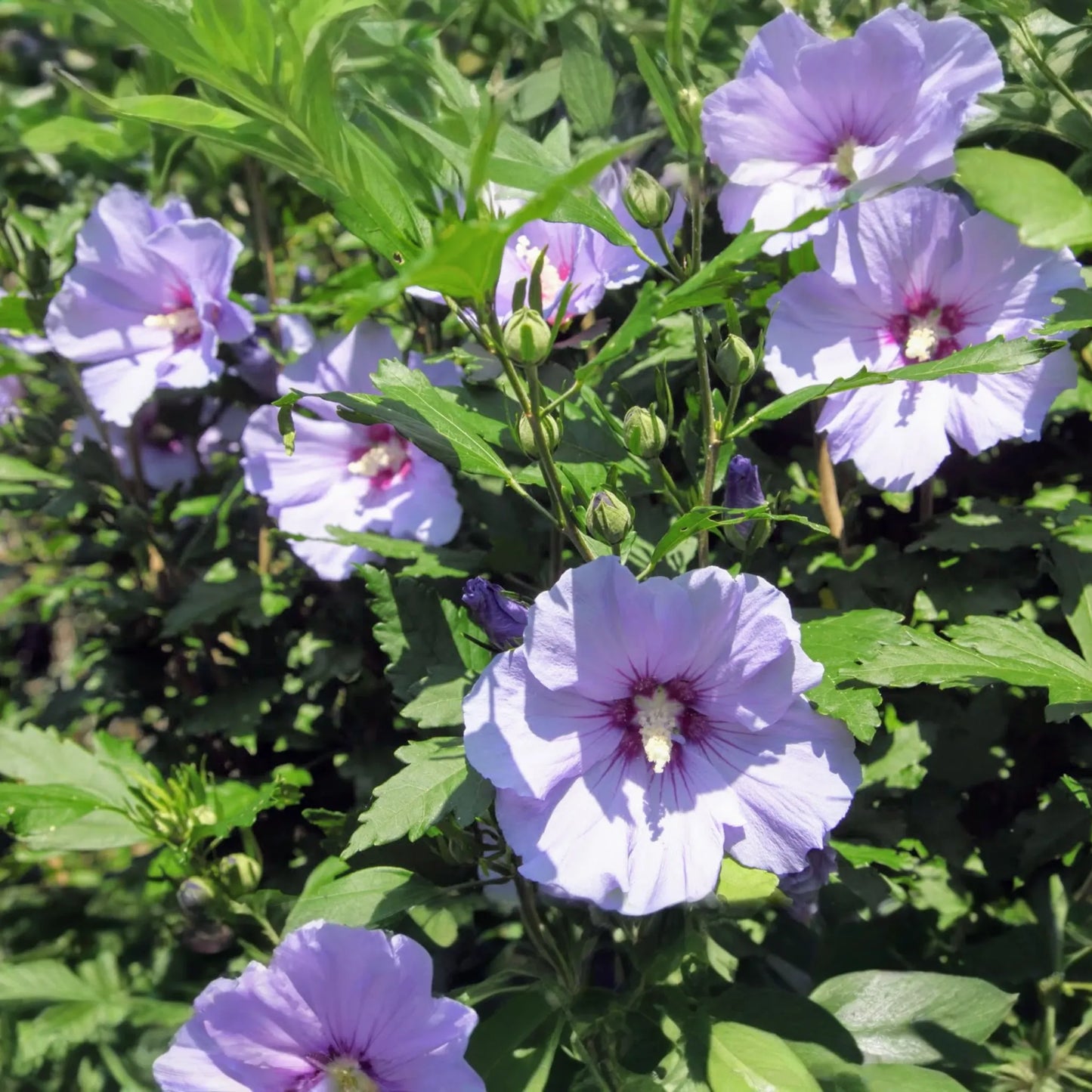 2 Bare Root Live Plants 10"-18" Shrubs with Foliage Rose of Sharon, Hibiscus syriacus