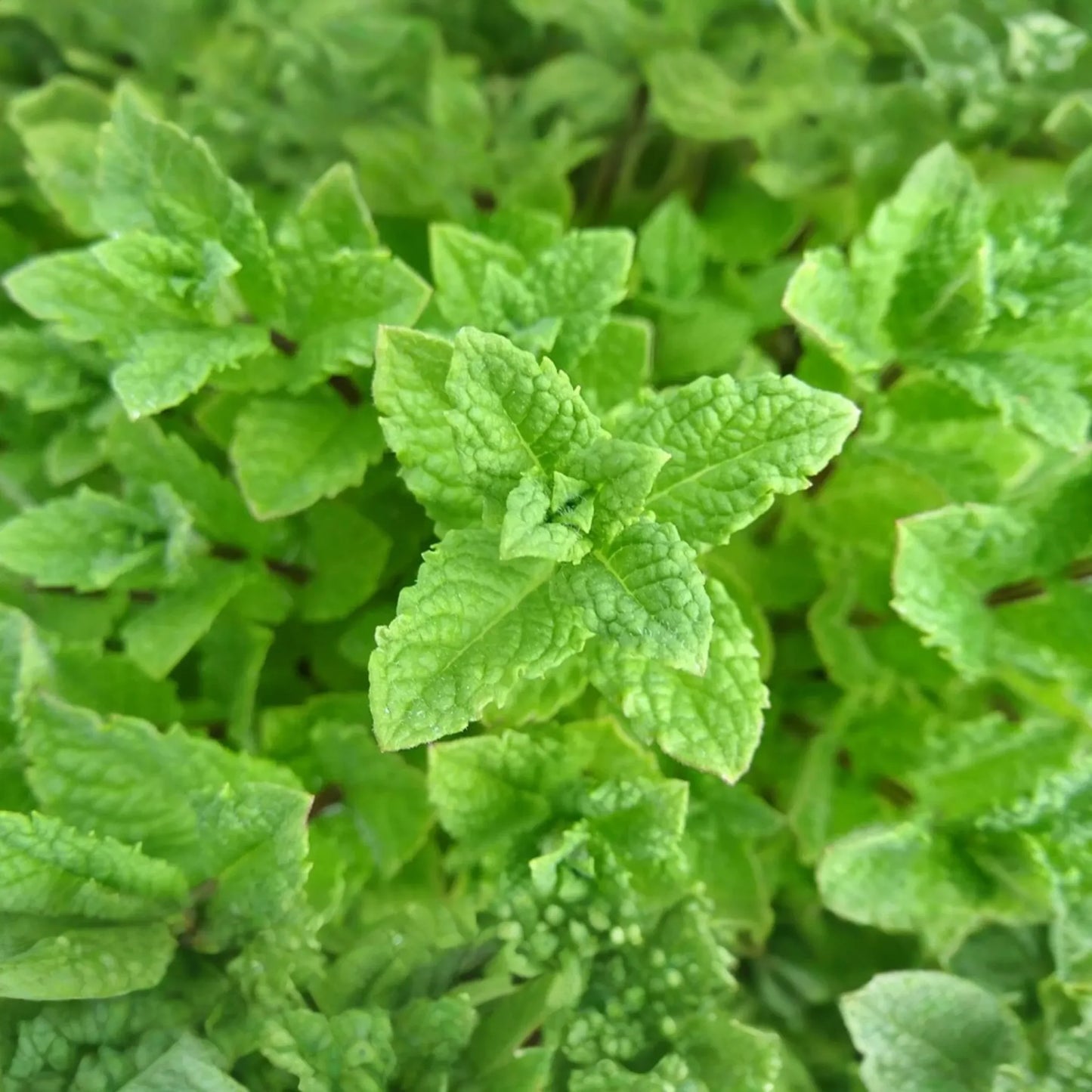 1000 Seeds Peppermint (Mentha x piperita) - Aromatic Herb for Tea, Culinary