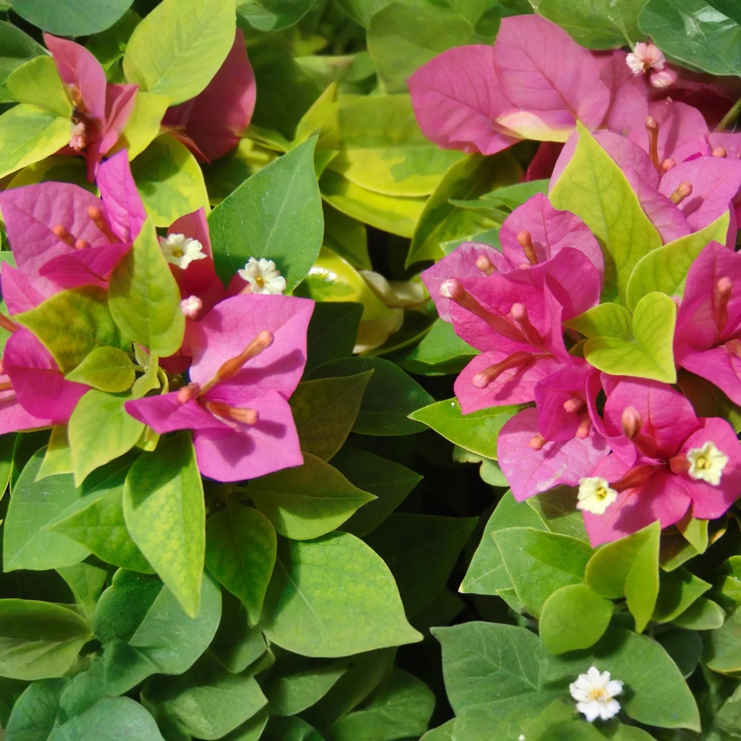 Bougainvillea "˜Fuchsia Pink’ | 7 Live 6" Unrooted Cuttings | Fast-Growing, Drought-Tolerant, Vibrant Blooms, Climbing Vine, Easy-Care