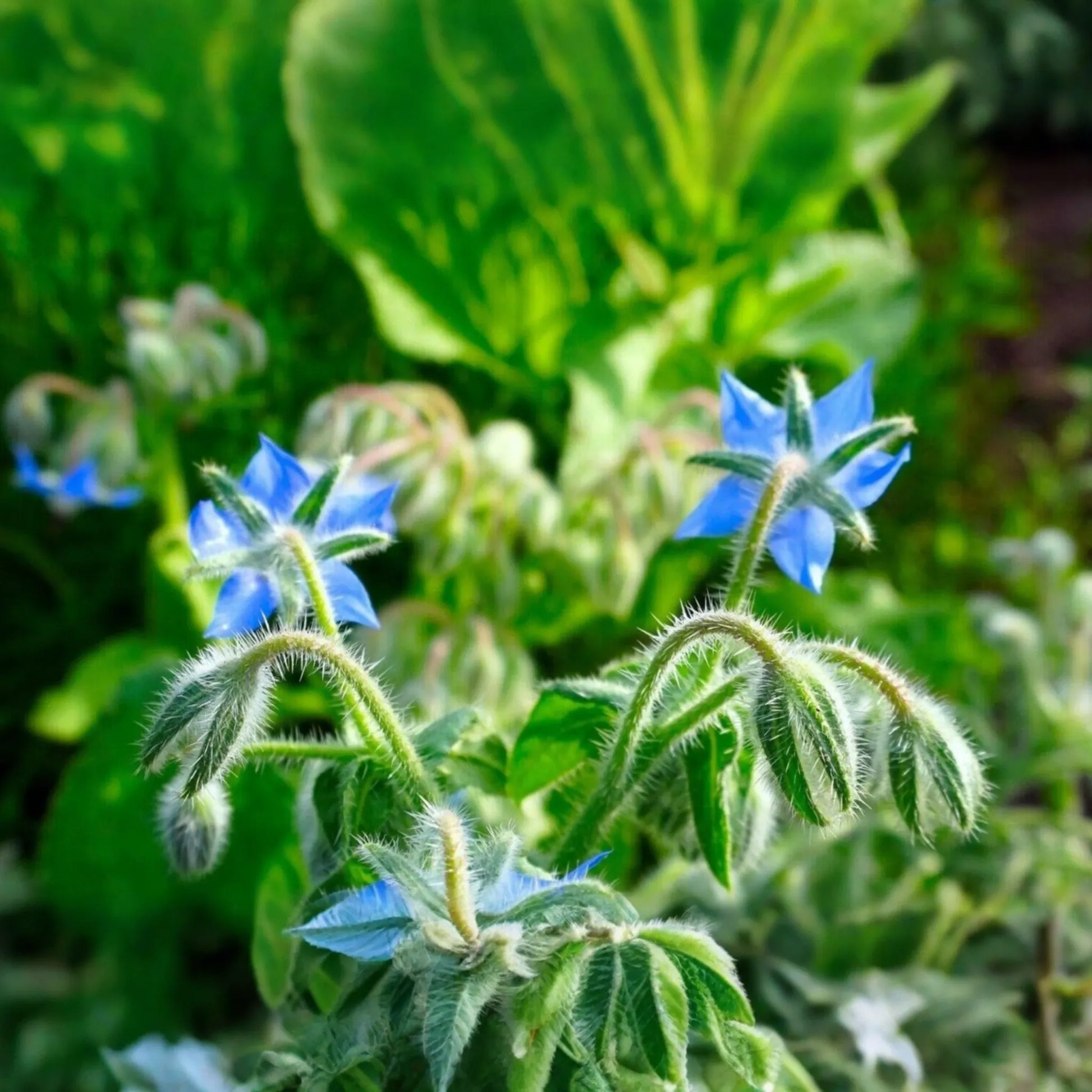1g Borage Herb Seeds | Borago officinalis | Edible Flowers & Pollinator-Friendly Herb for Gardens