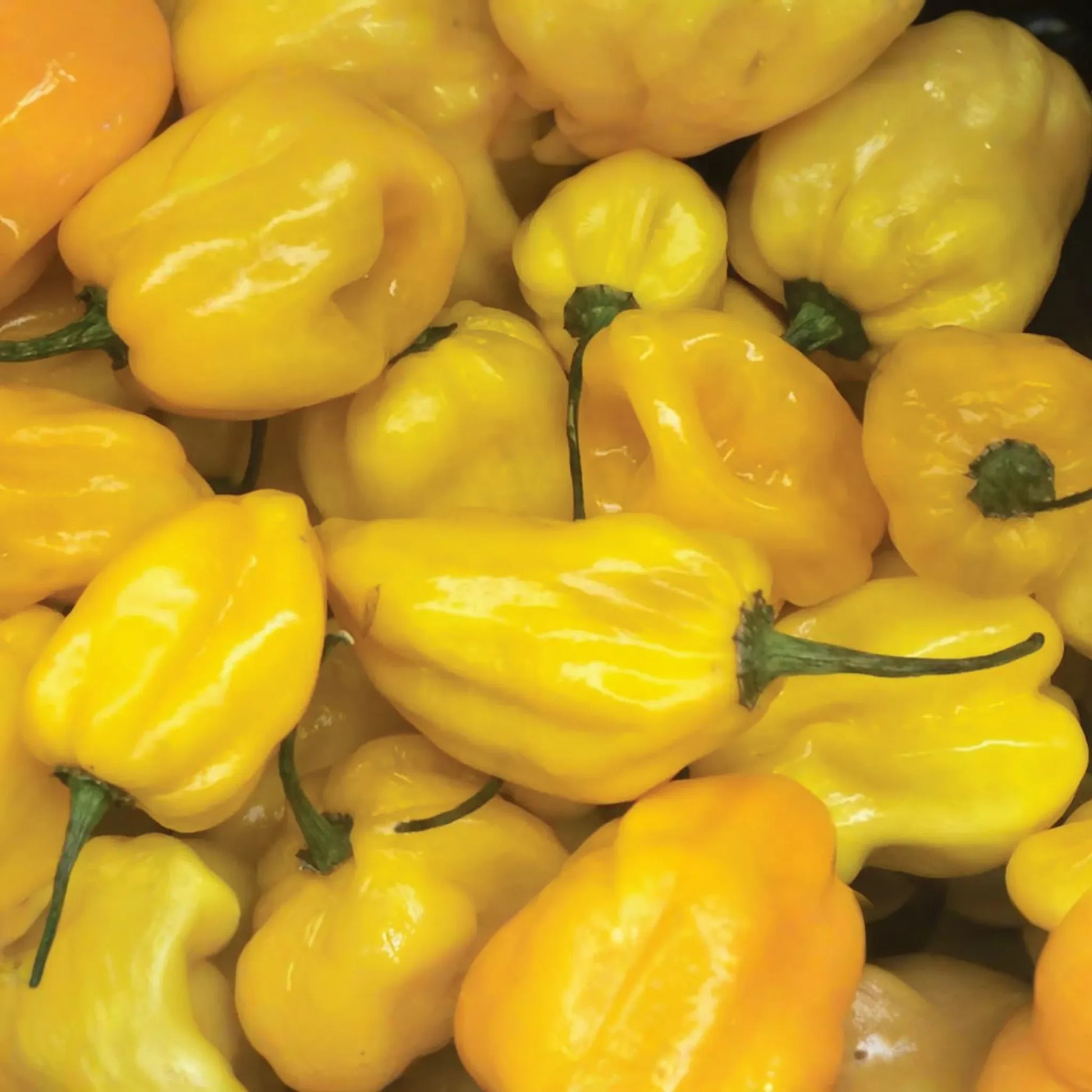 Hot Lemon Habanero Pepper Seeds | Non-GMO Garden Seeds | Capsicum chinense | USA Grown, Free Shipping
