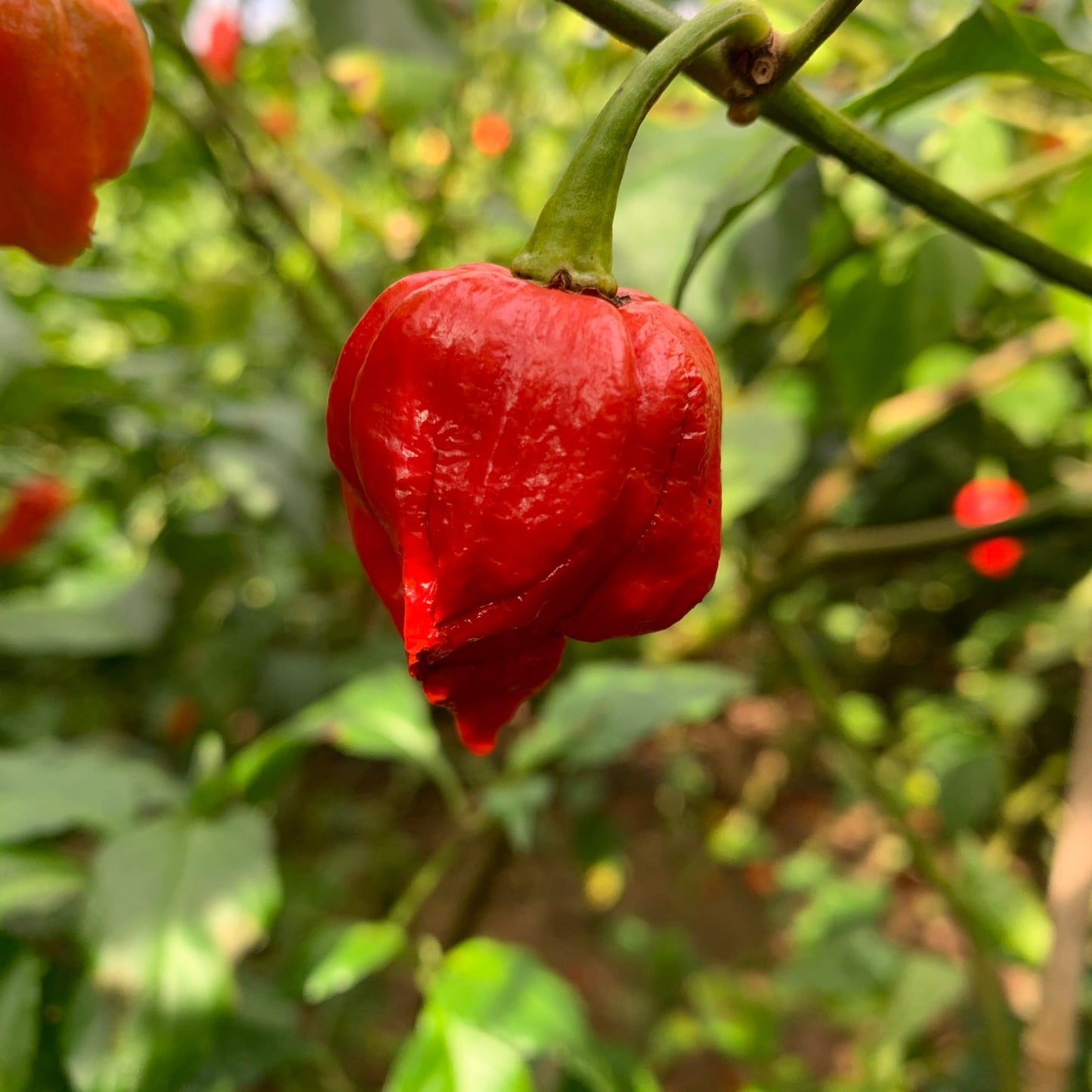 Umorok Red - Seeds