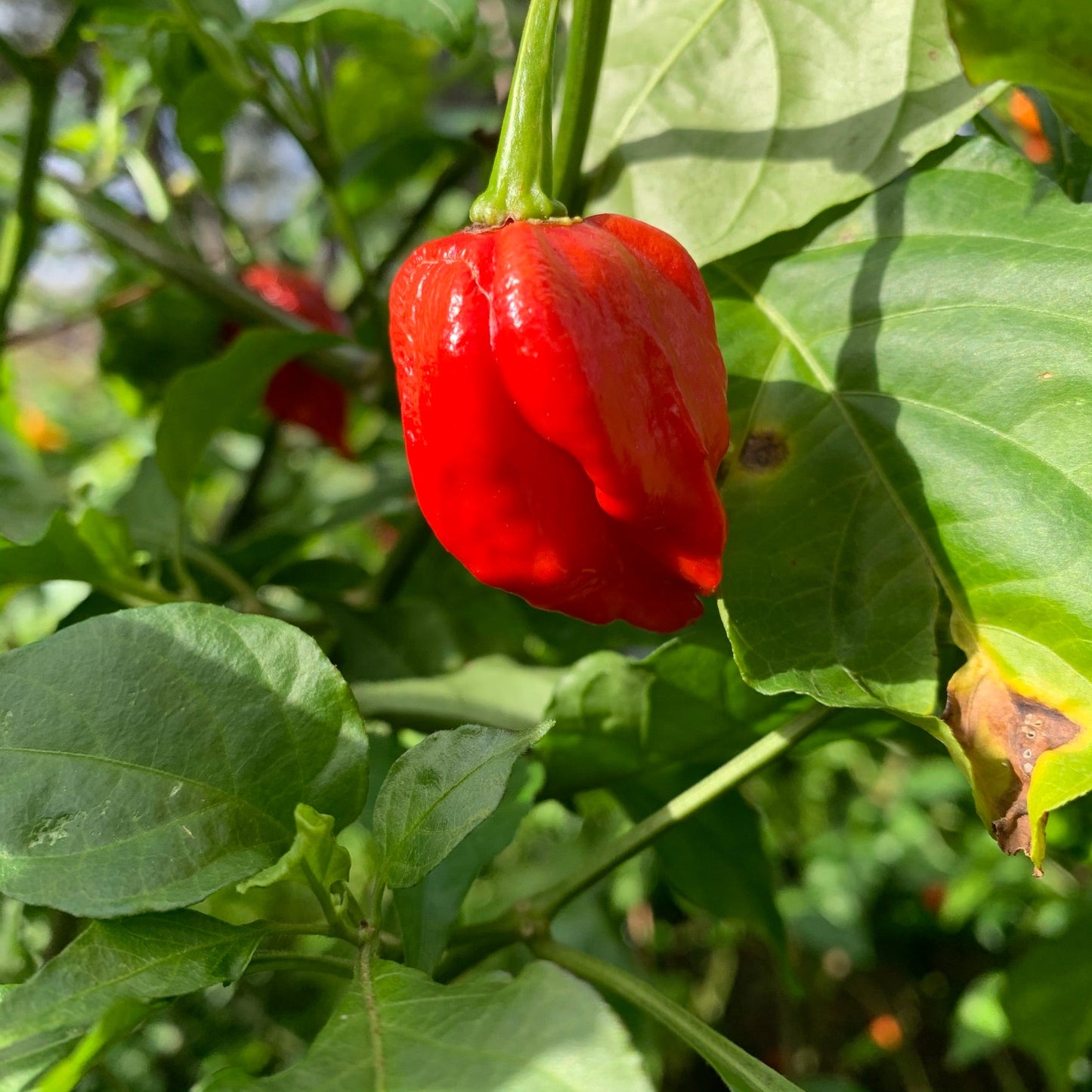 Umorok Red - Seeds