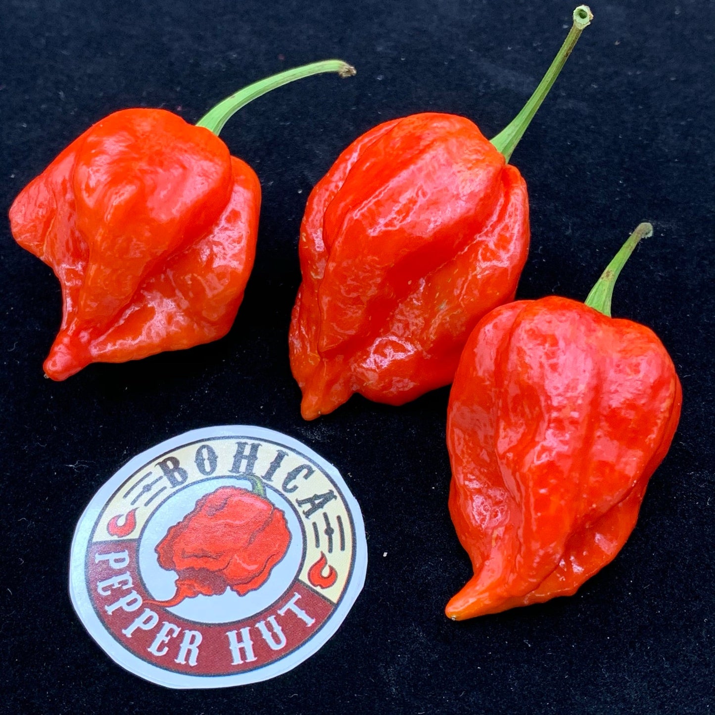 Umorok Red - Seeds
