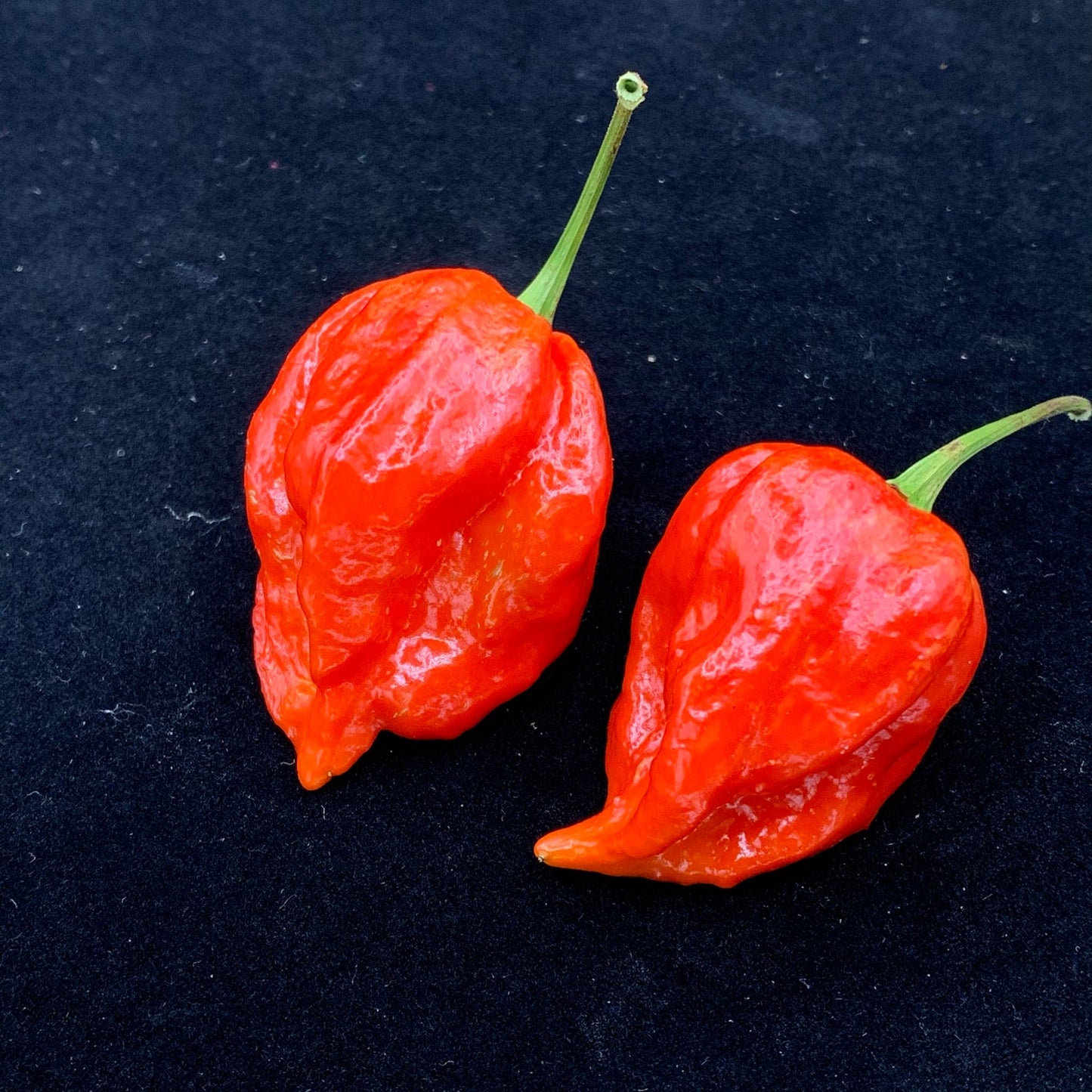 Umorok Red - Seeds