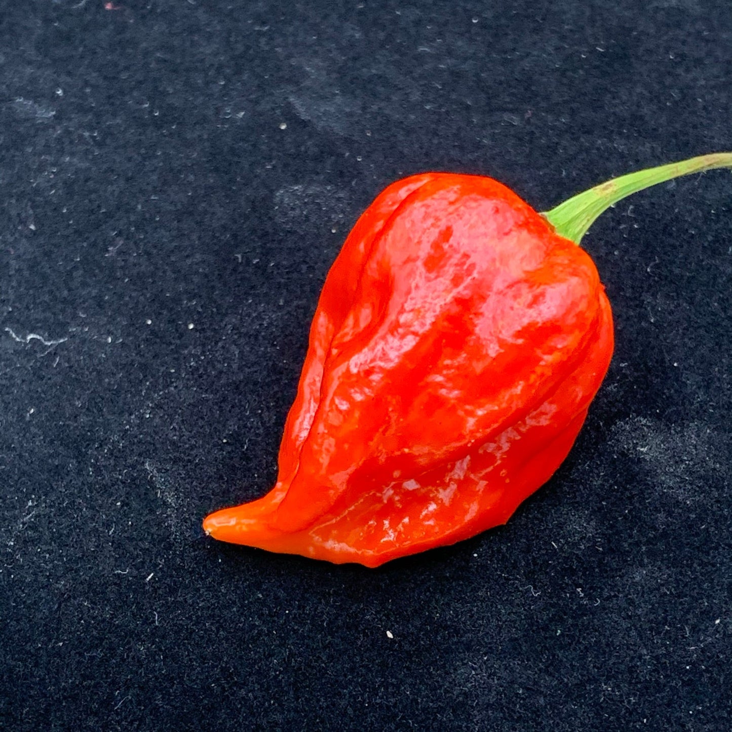 Umorok Red - Seeds