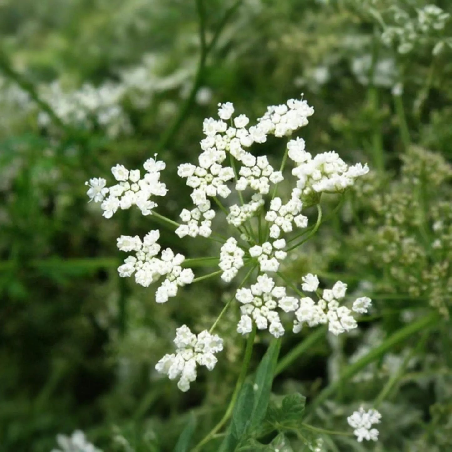 250mg Anise Herb Seeds | Pimpinella anisum | Culinary & Medicinal Herb for Flavorful Teas and Baked Goods
