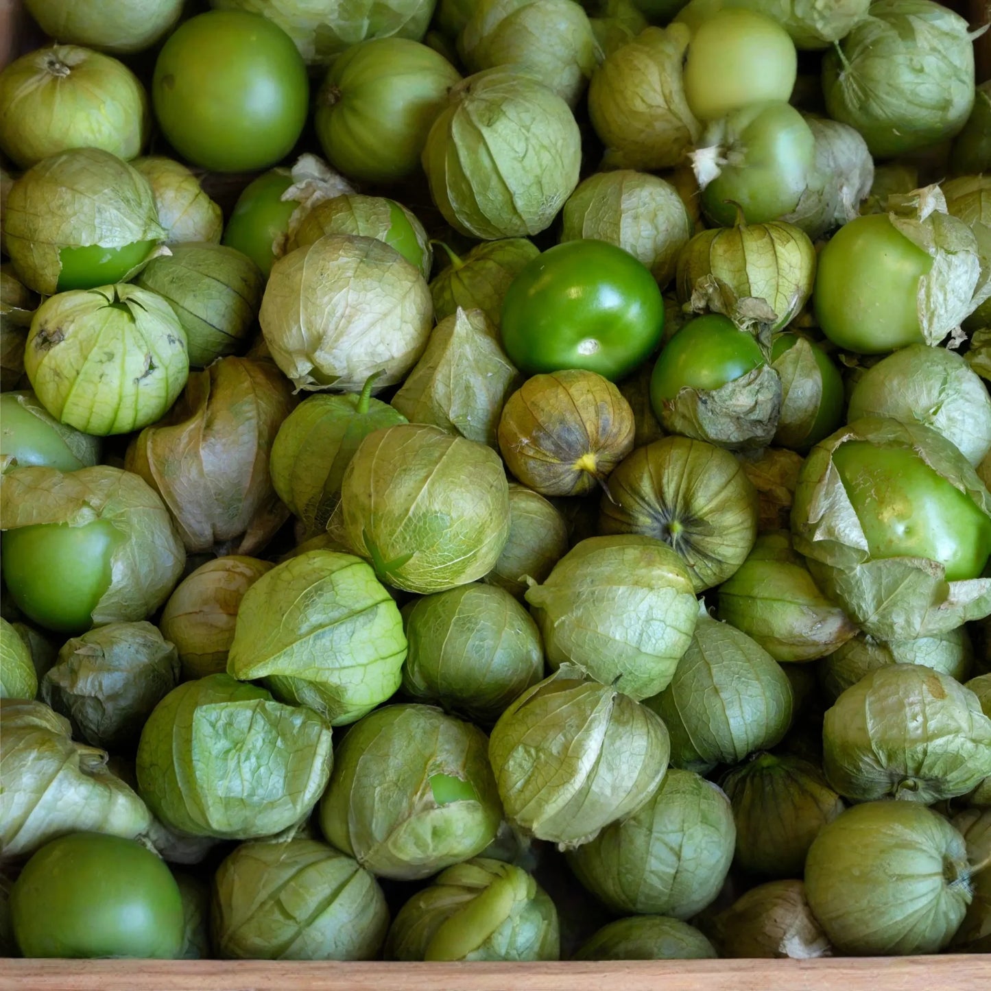 100mg Tomatillo Verde Seeds | Physalis ixocarpa Vegetable | Fresh Salsa Verde & Mexican Cuisine Essential