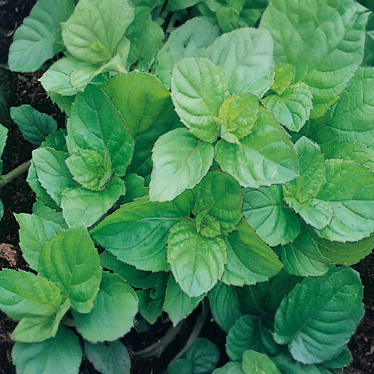 30mg Peppermint Herb Seeds | Mentha x piperita Fresh Aromatic Mint | Culinary & Medicinal Garden Herb