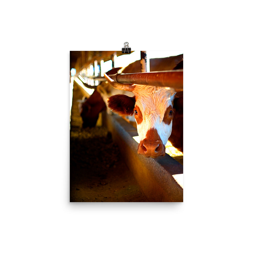 Cow Poster Photo Unframed Print Wall Decor Farm Ranch Country Art Photography