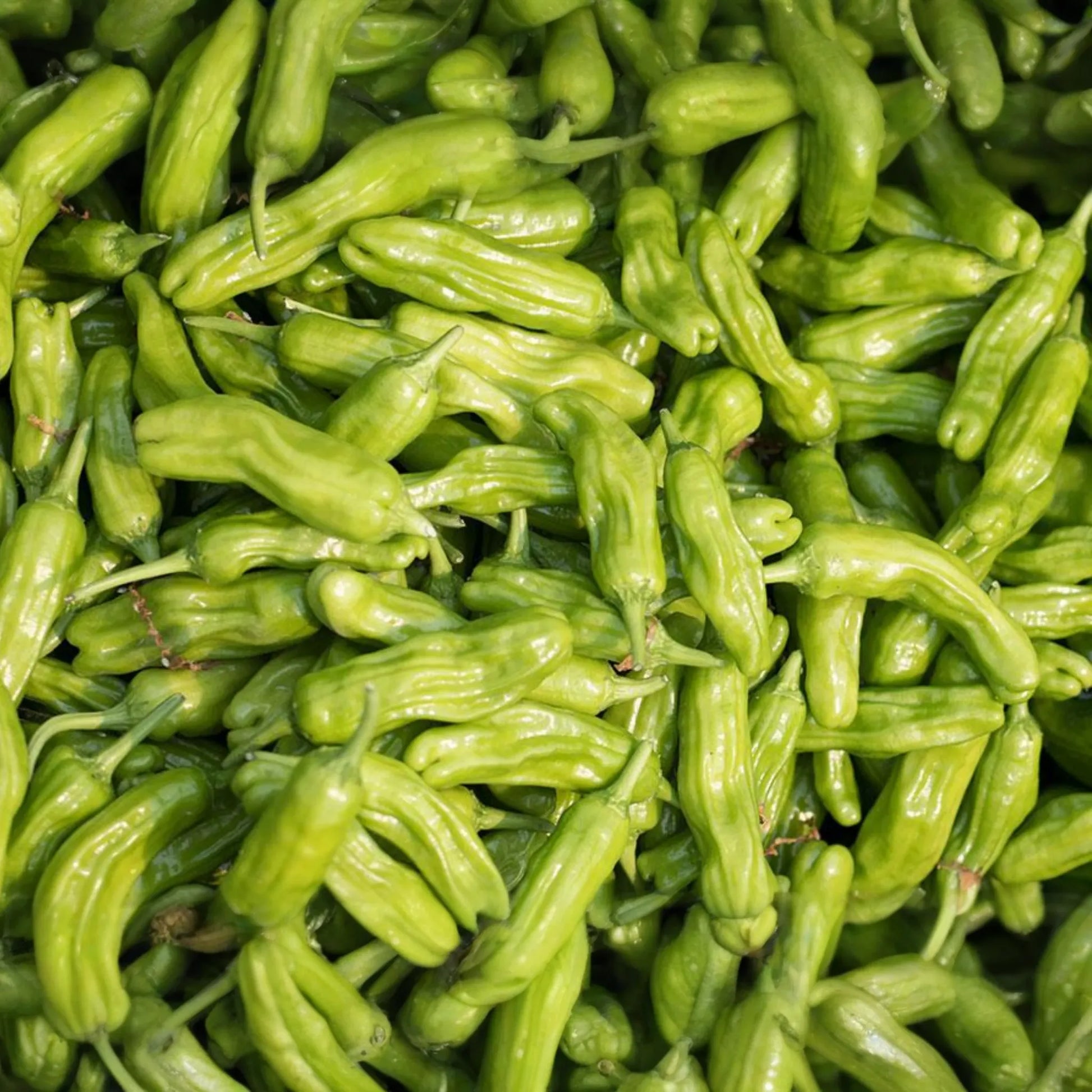 Shishito Oriental Hot Pepper Seeds 250mg | Capsicum annuum | Mild Heat, Non-GMO, Perfect for Grilling, Roasting, Sautéing, and Appetizers