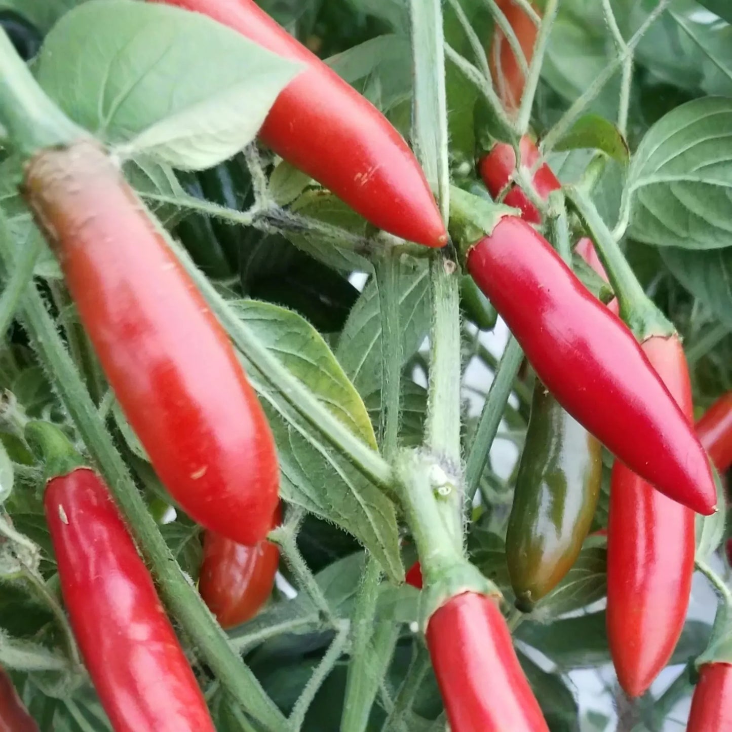 250mg Serrano Tampiqueno Hot Pepper Seeds | Capsicum annuum Spicy & Flavorful | Perfect for Salsas and Cooking