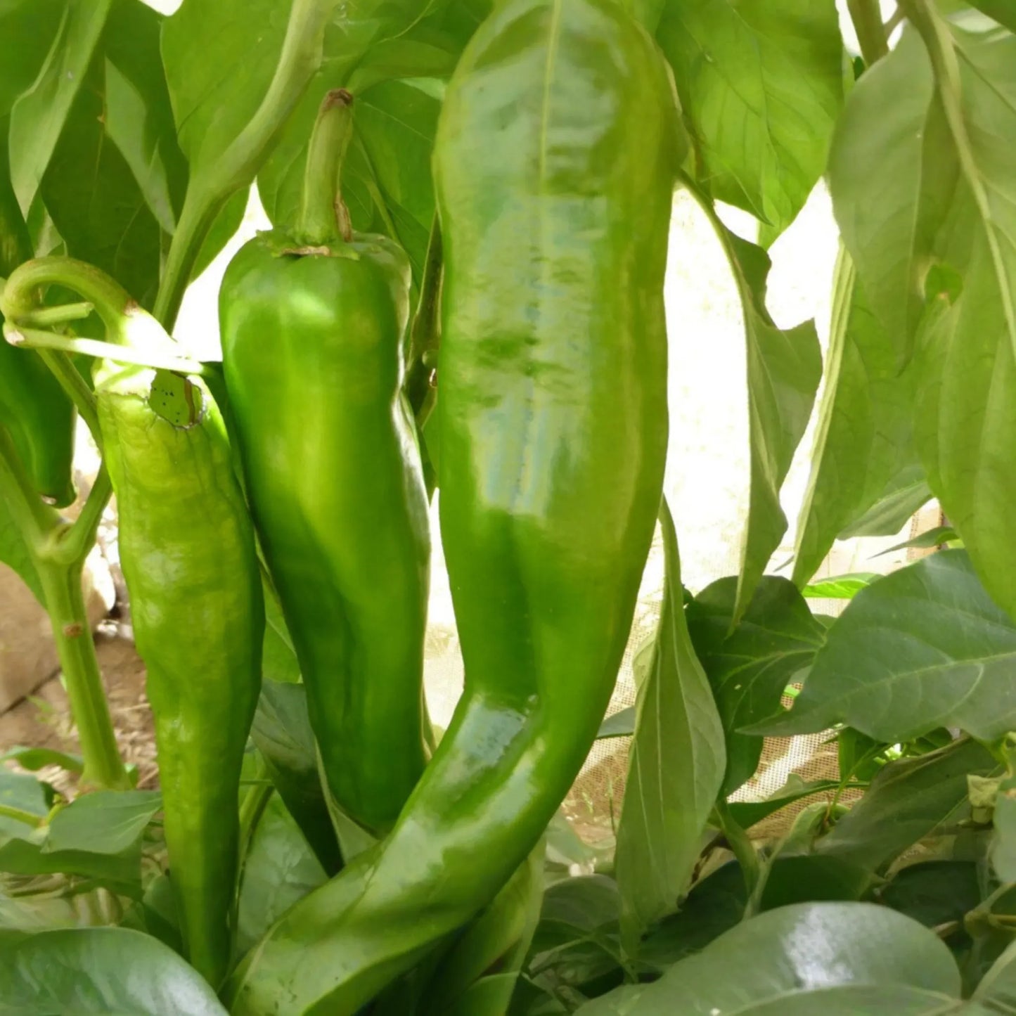 250mg Ancho Poblano Hot Pepper Seeds | Capsicum annuum Mild Chili | Smoky Flavor for Salsas & Stuffing