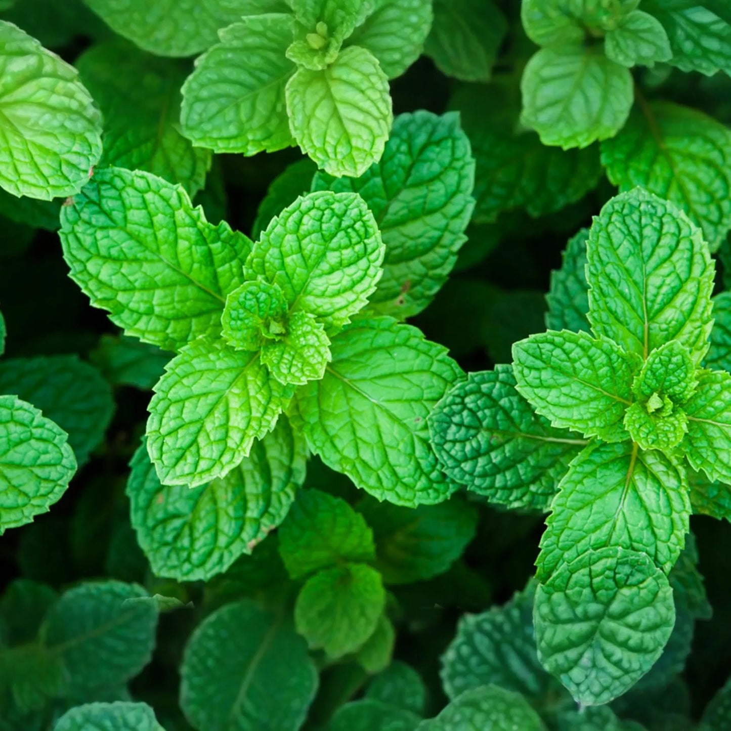Heirloom Peppermint Seeds | Non-GMO Herb Garden Seeds | Perennial Mint Variety | Mentha × piperita