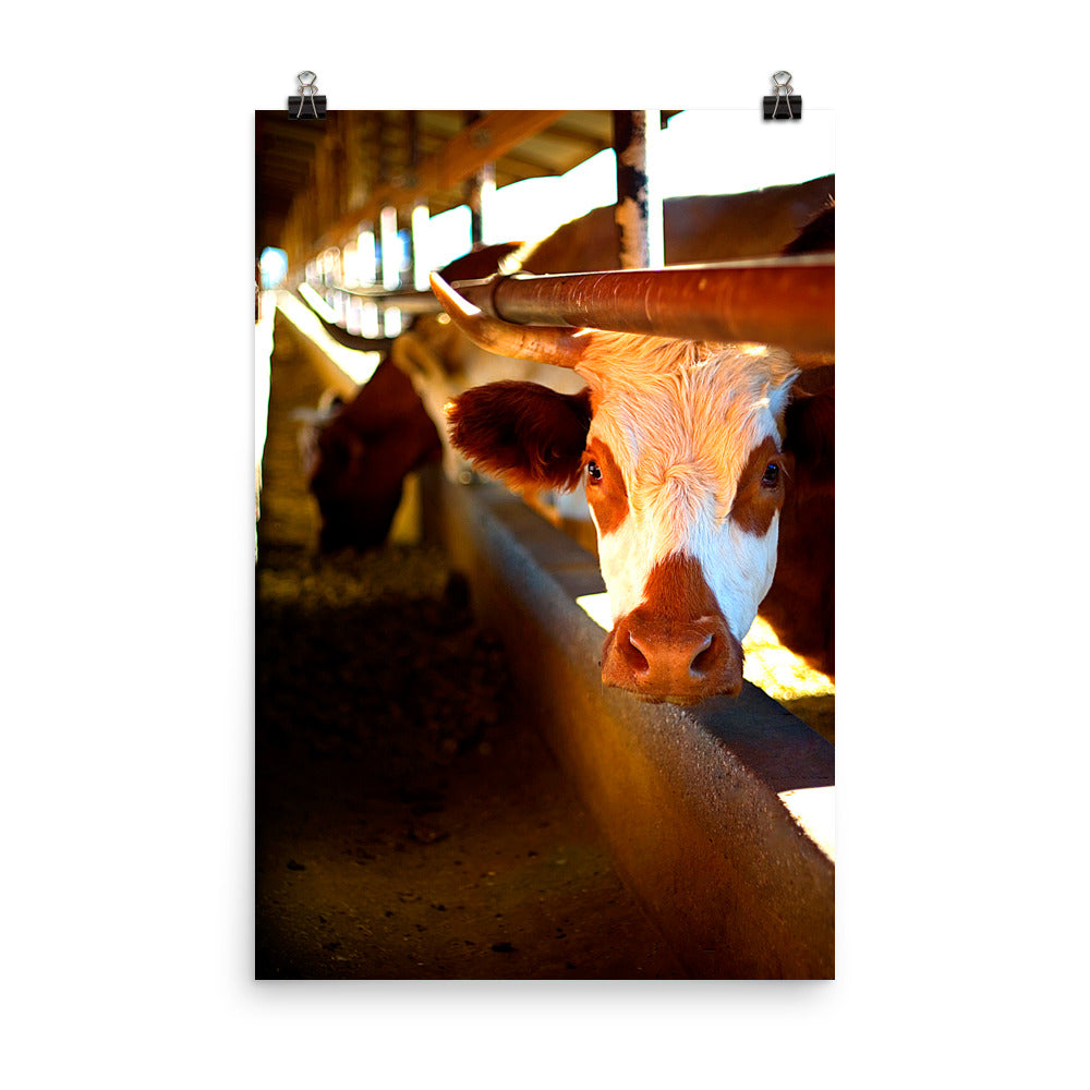 Cow Poster Photo Unframed Print Wall Decor Farm Ranch Country Art Photography