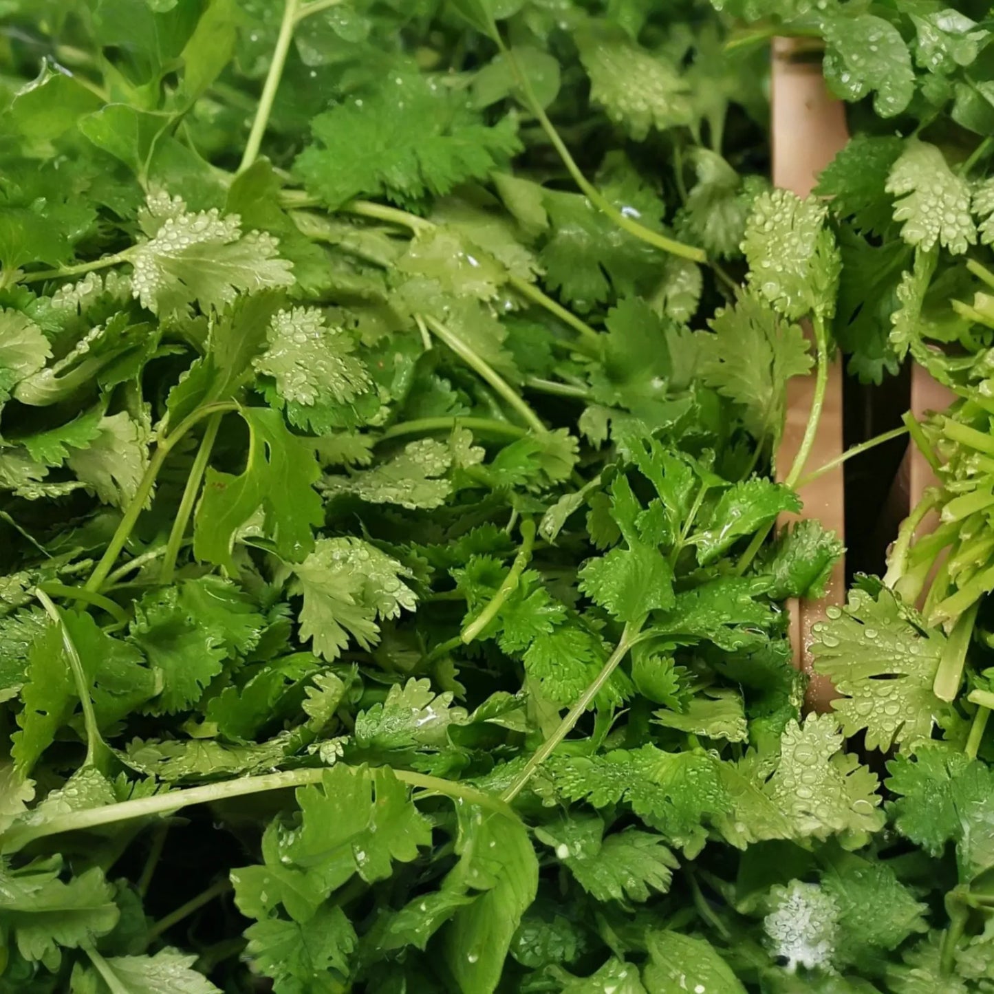 1000pcs Cilantro Seeds for Planting - Heirloom Coriander - Non-GMO Culinary Herb