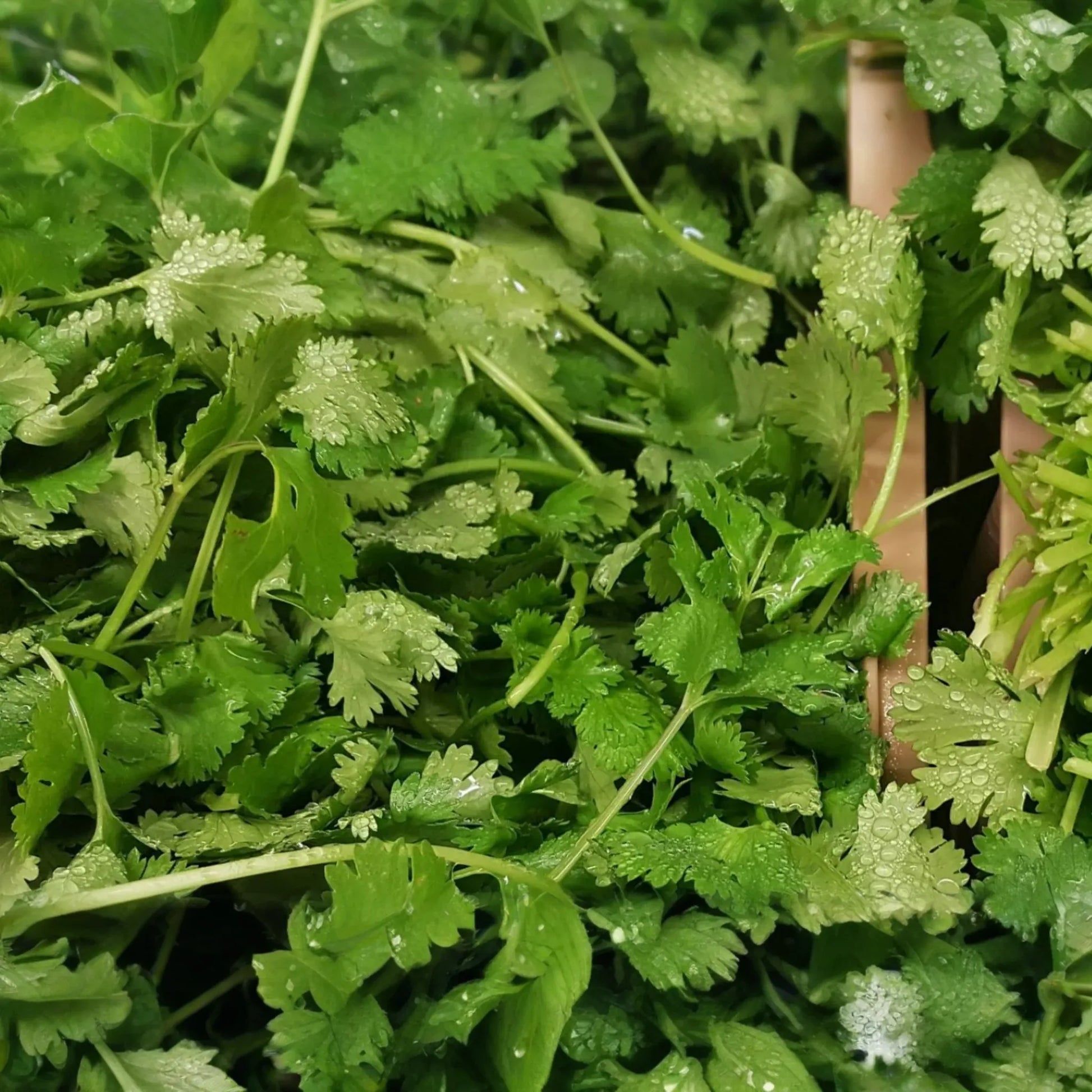 1000pcs Cilantro Seeds for Planting - Heirloom Coriander - Non-GMO Culinary Herb