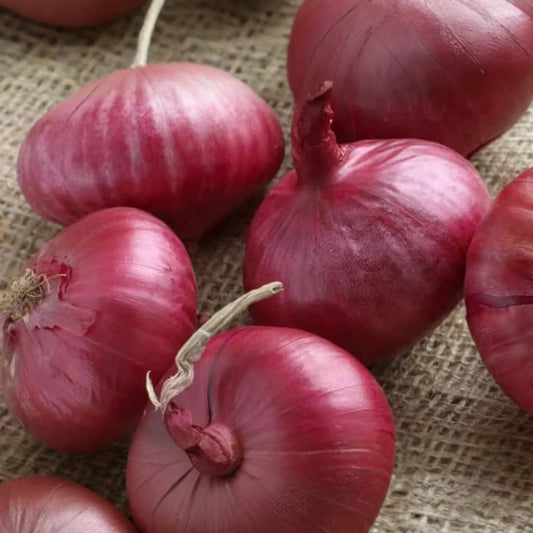 250mg Southport Red Globe Onion Seeds | Allium cepa Heirloom Vegetable | Crisp Flavor, Red Skinned Garden Favorite