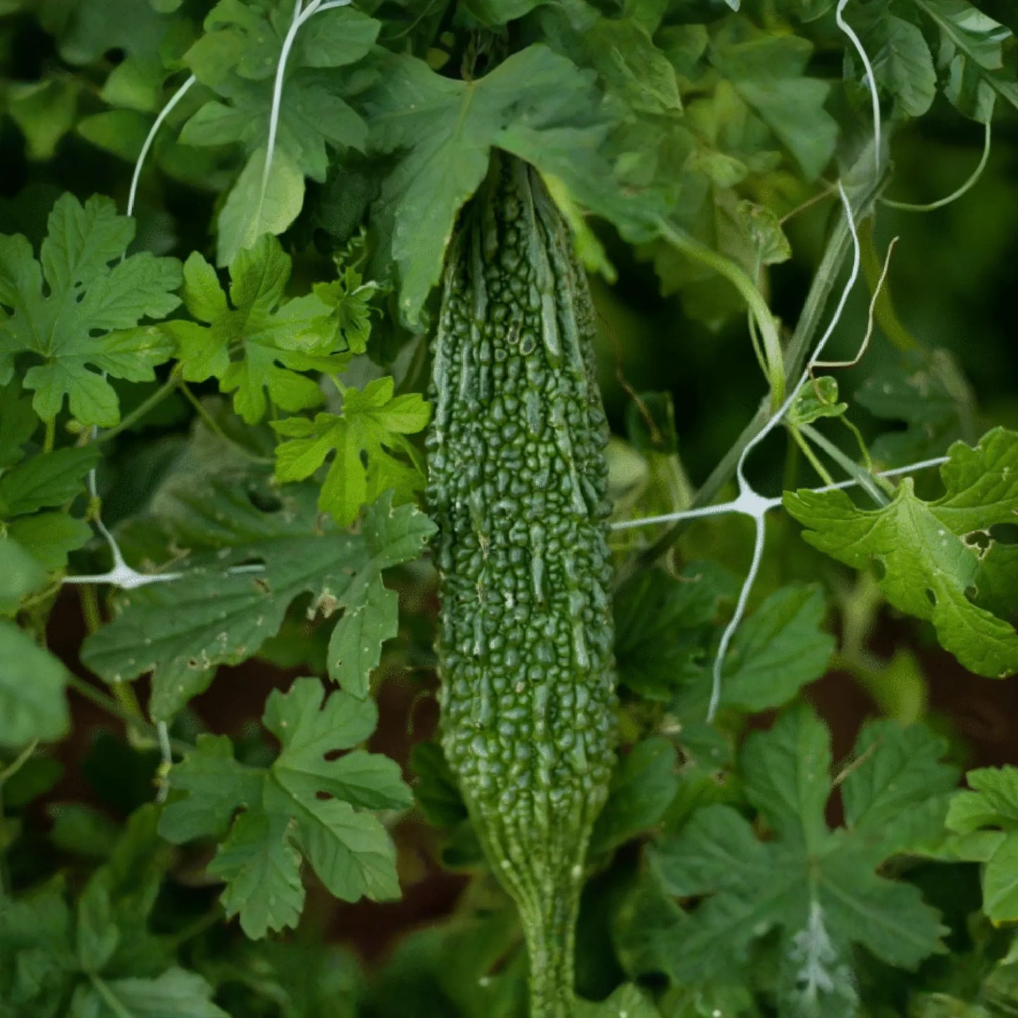 5 Seeds Bitter Melon Dark Jade Hybrid Momordica charantia | Bitter Gourd, High Yield, Heirloom, Non-GMO, Asian Cuisine, Easy to Grow