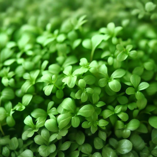 1g Cress Curled Seeds Lepidium sativum | Peppery Garden Cress, Fast-Growing Salad Greens, Heirloom Variet
