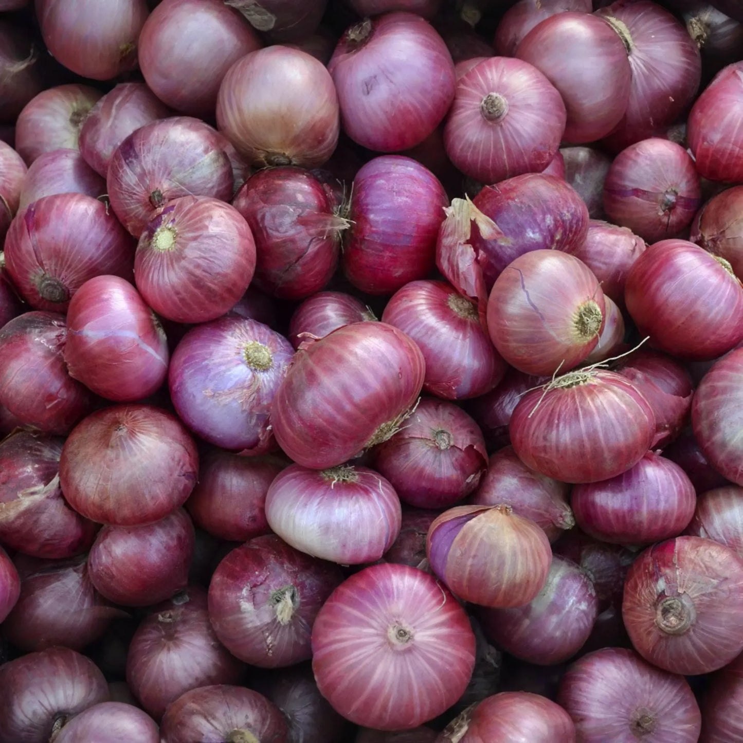 250mg Red Grano Onion Seeds | Allium cepa Vegetable | Mild Sweet Flavor, Red Skin, Easy Growing Garden Favorite