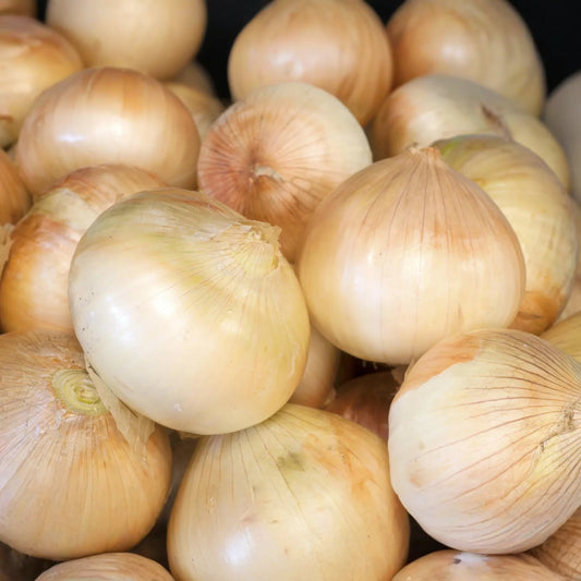 250mg Walla Walla Sweet Onion Seeds | Allium cepa Vegetable | Mild, Sweet Flavor, High Yield, Easy to Grow Garden Favorite