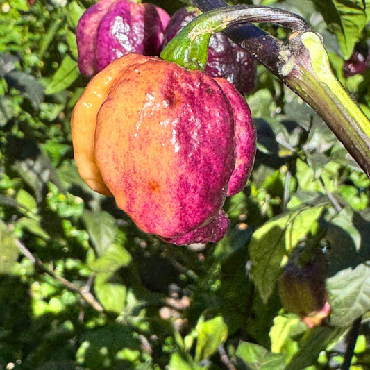 Pockmark Peach - Seeds