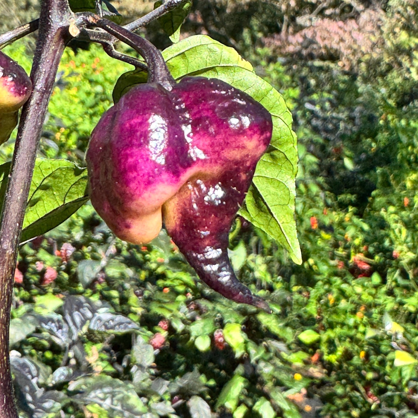 Pockmark Peach - Seeds