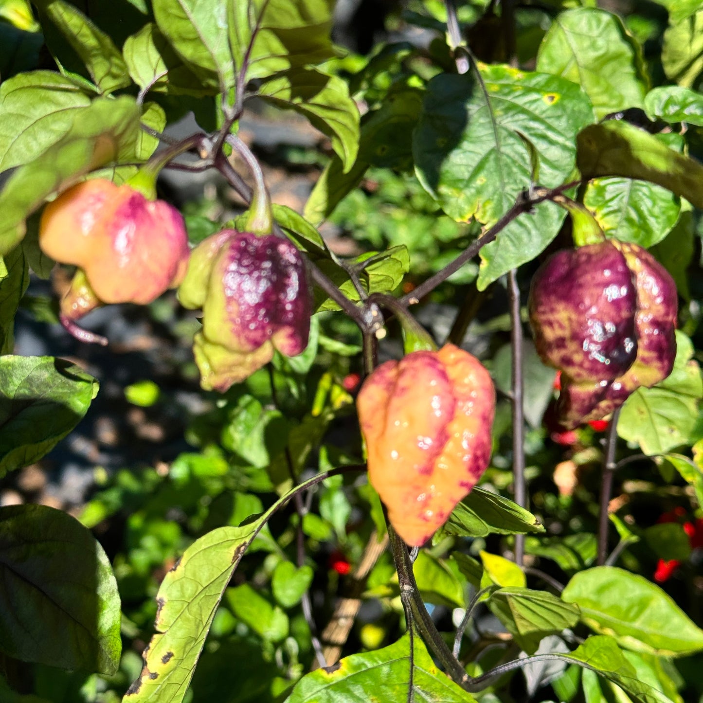 Pockmark Peach - Seeds