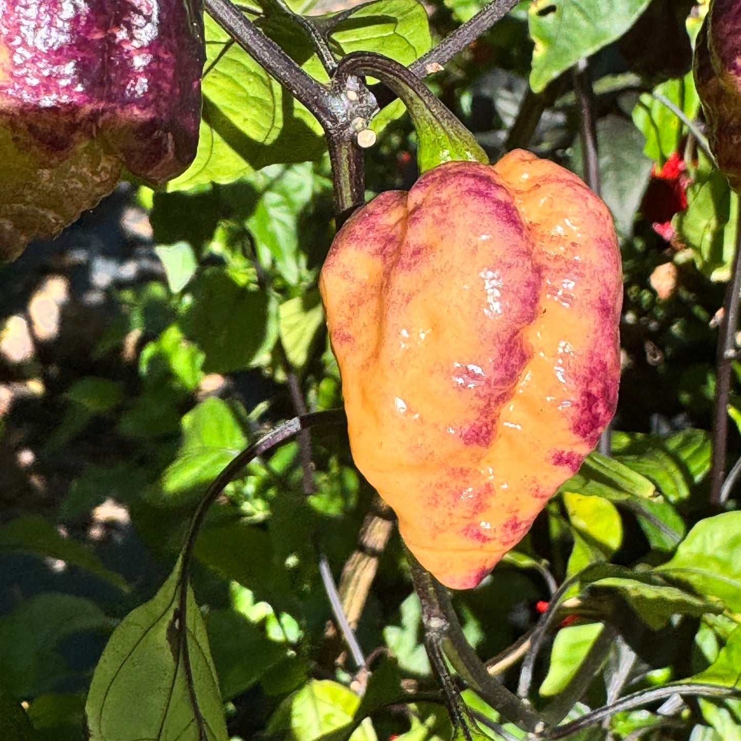 Pockmark Peach - Seeds