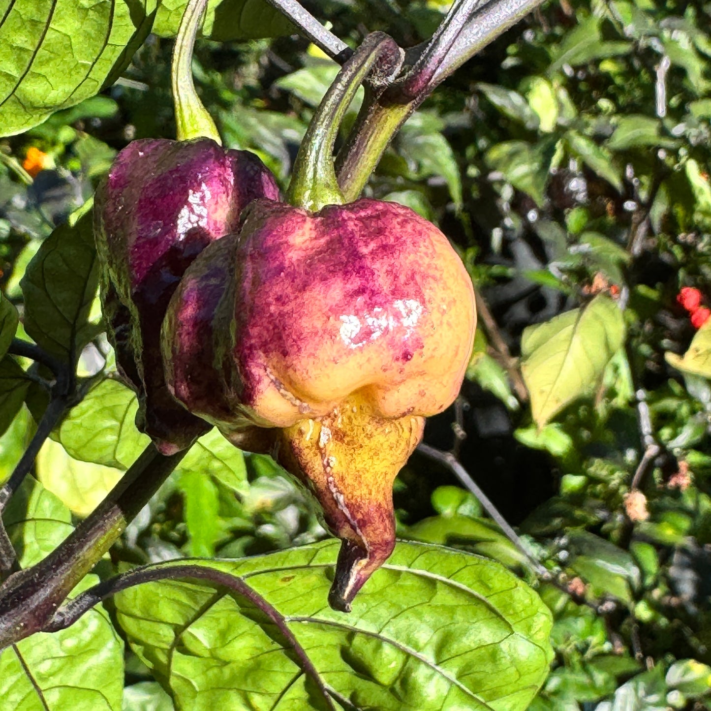 Pockmark Peach - Seeds