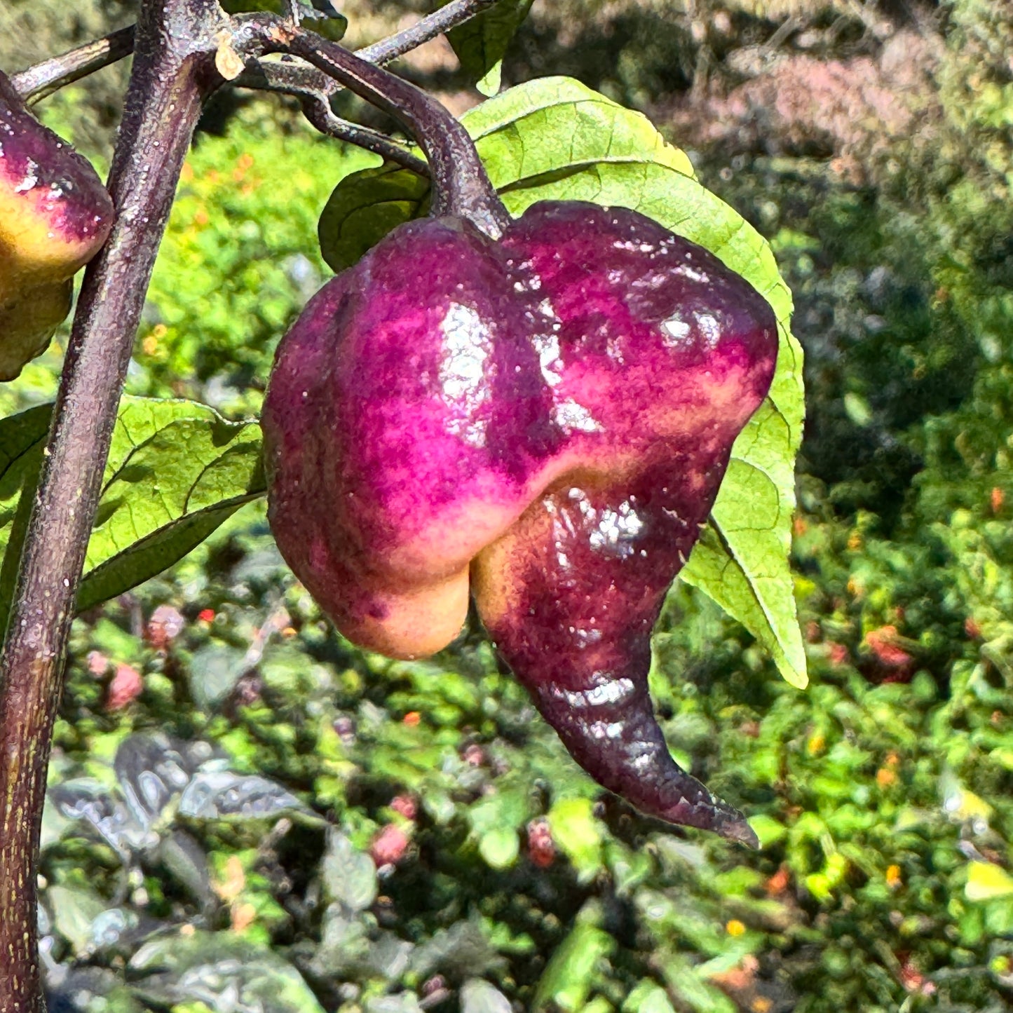 Pockmark Peach - Seeds