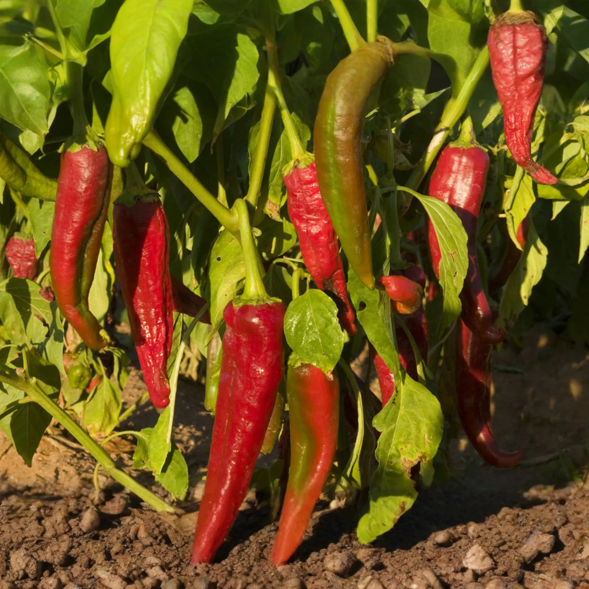 250mg Ms. Junie Hot Pepper Seeds Capsicum annuum | Medium Heat, Unique Flavor, Vibrant Red Peppers, Easy to Grow Chili Variety