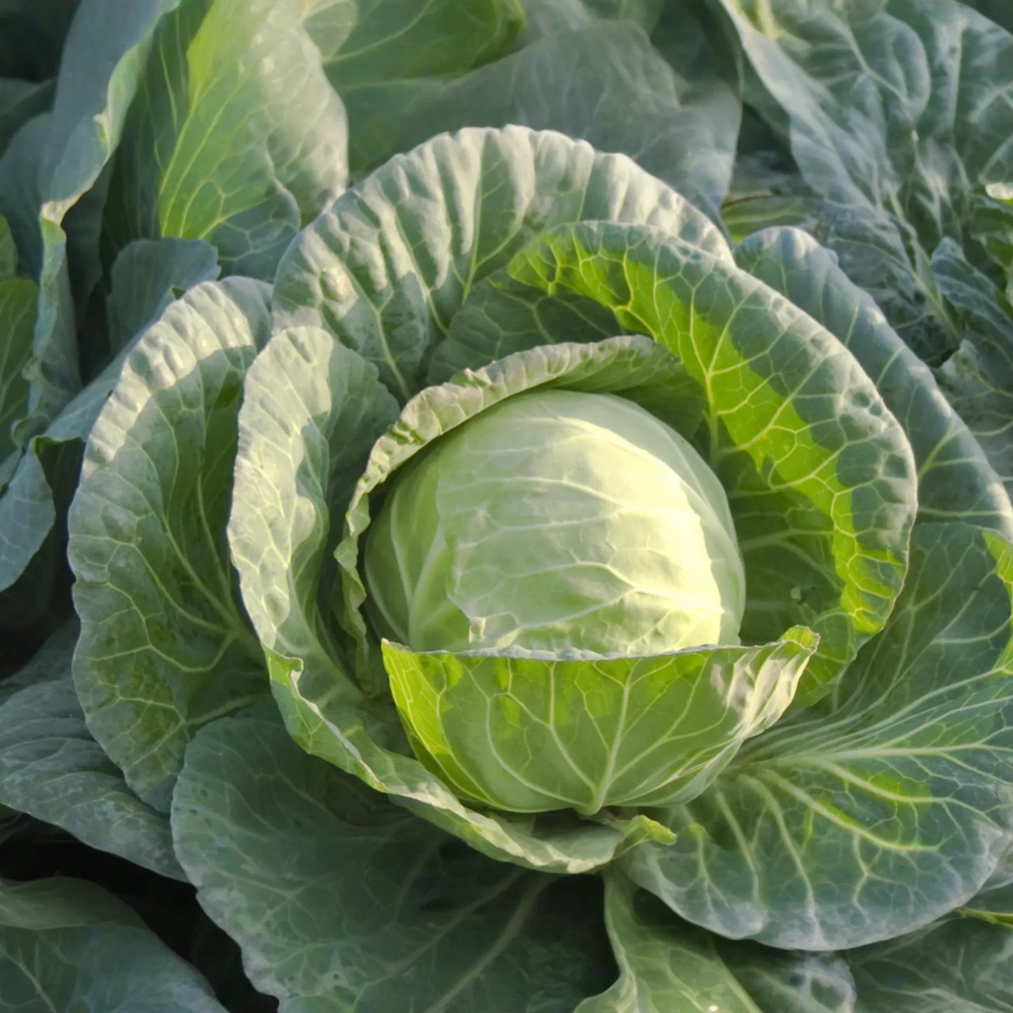 1g Cabbage Danish Ballhead Seeds Brassica oleracea | Heirloom, Compact, Cold-Hardy, Perfect for Storage & Fresh Use