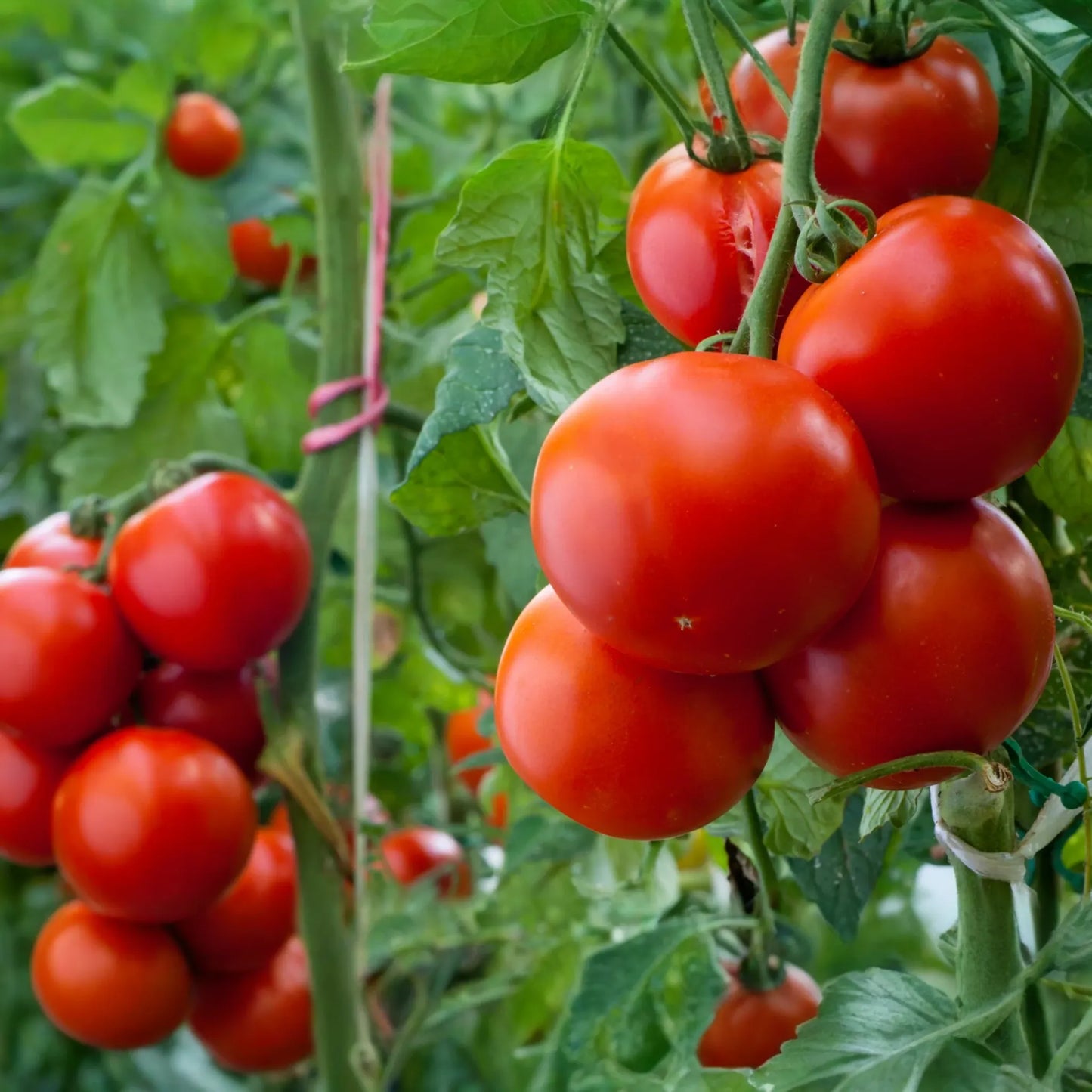 Tomato Super Sioux Seeds 100mg | Solanum lycopersicum | Non-GMO, Heat-Tolerant, Heirloom Variety, Rich Flavor for Slicing & Sauces