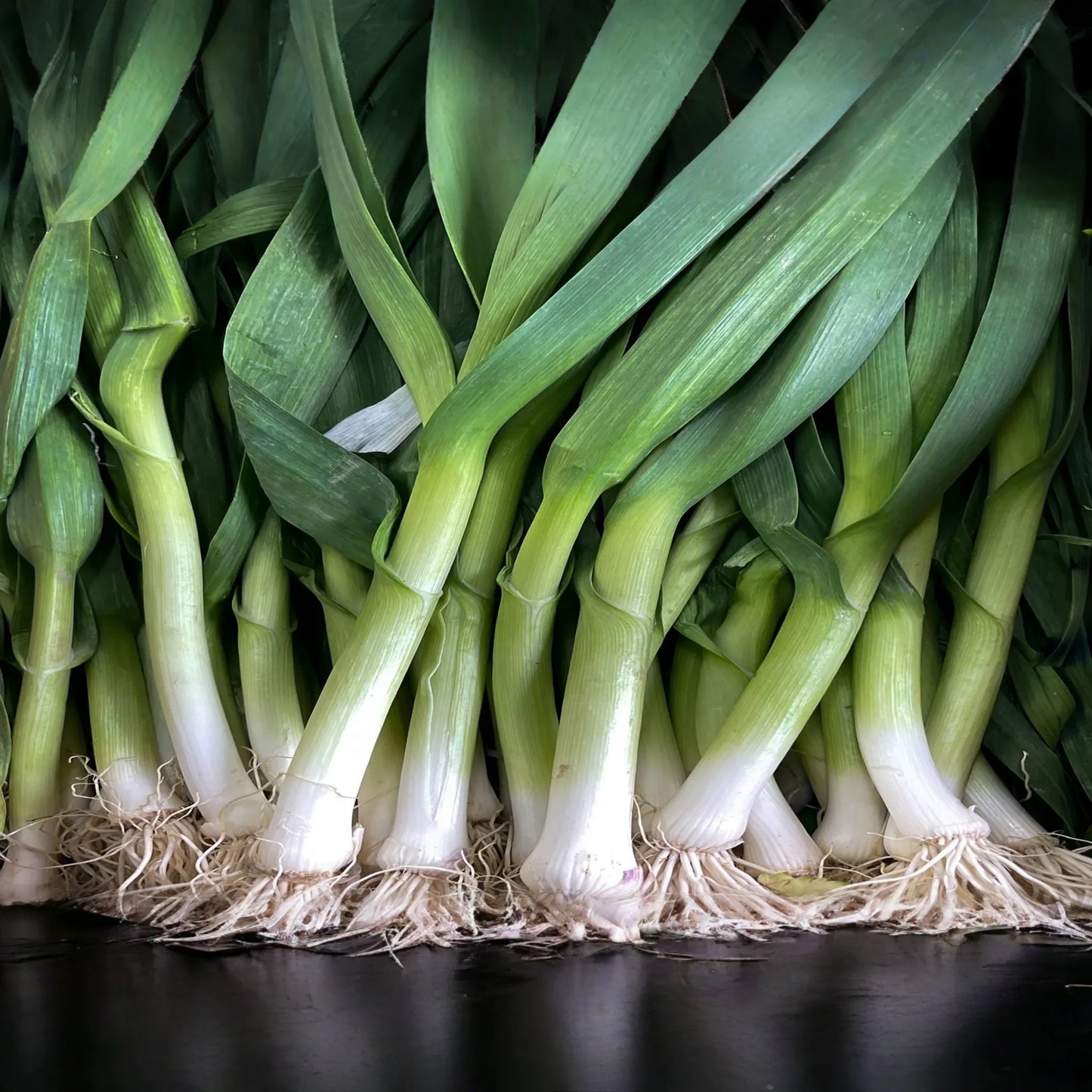 250mg Onion White Lisbon Bunching Seeds Allium cepa | Fresh Green Scallions, Heirloom Non-GMO, Fast-Growing Variety