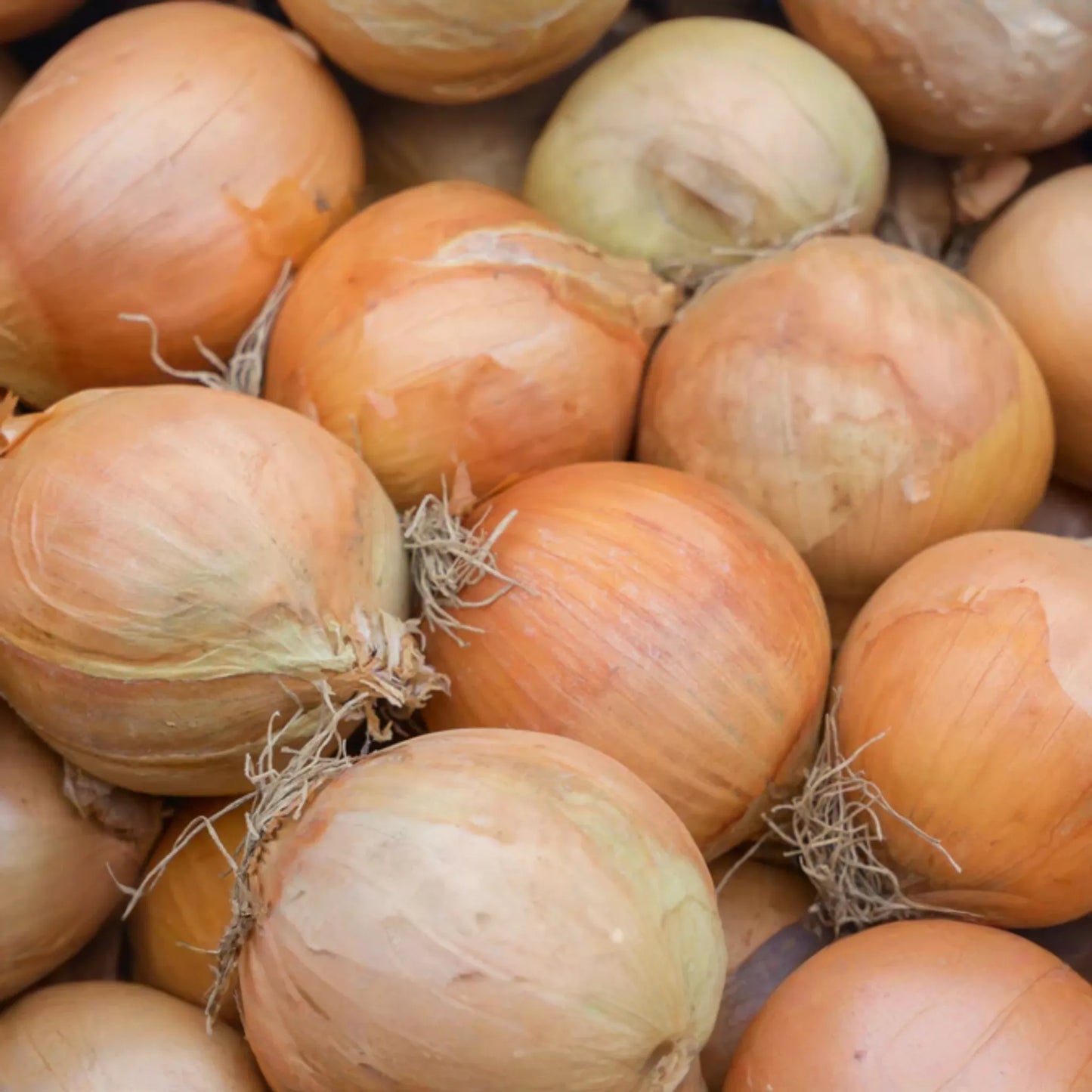 250mg Onion Sweet Spanish Colorado #6 Seeds Allium cepa | Mild Globe Onion, Non-GMO, Large Bulbs, Ideal for Fresh and Culinary Use