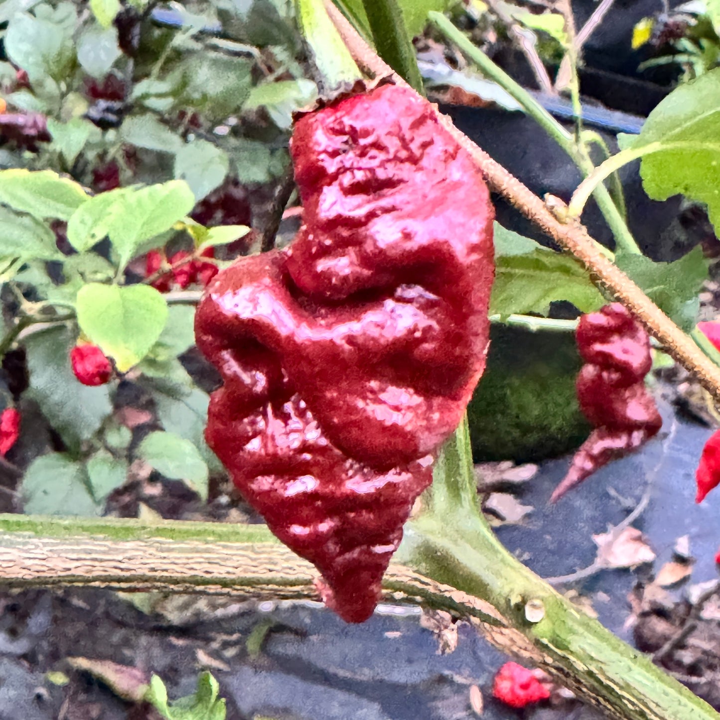 T-REX Chocolate - Seeds