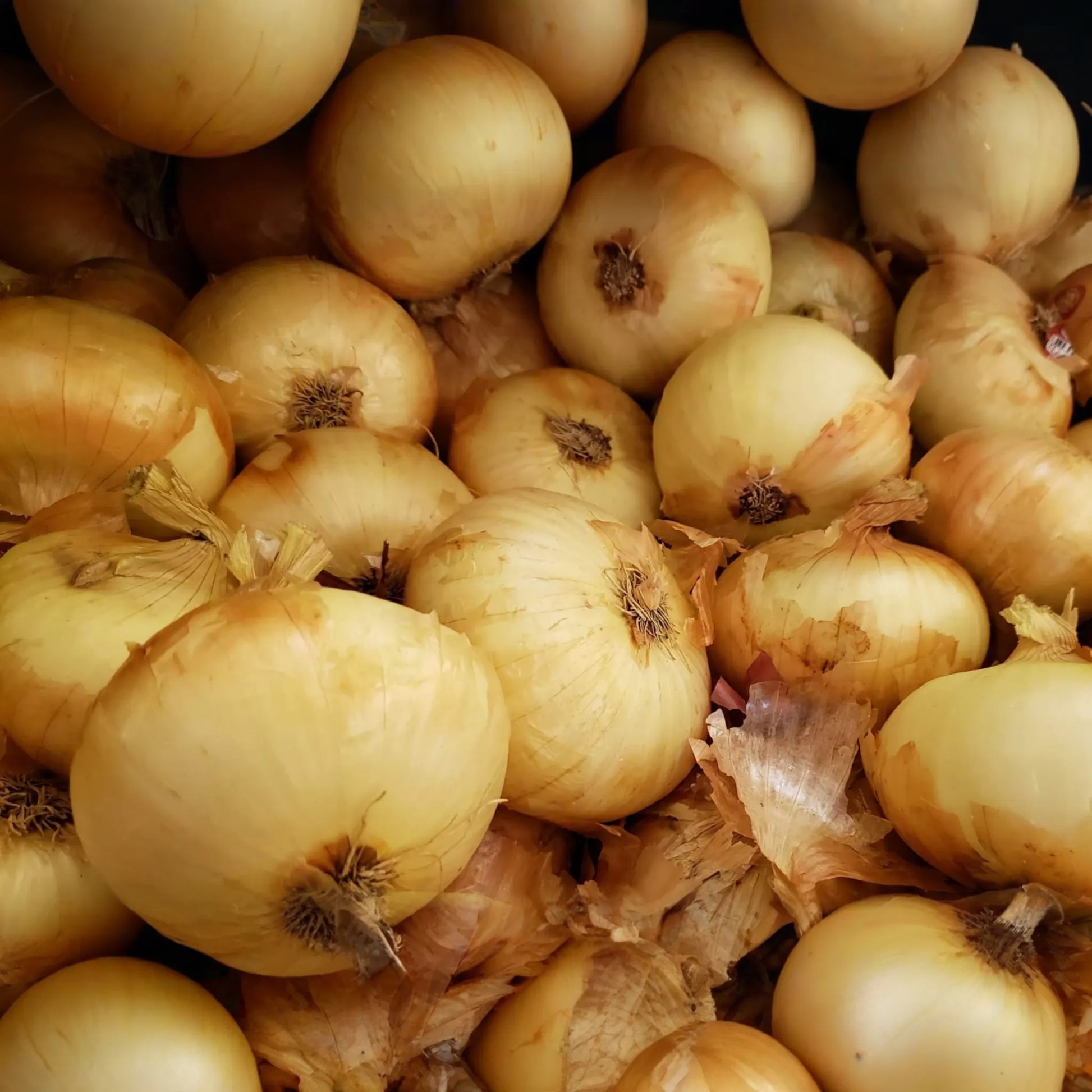 250mg Onion Texas Grano 502 Seeds Allium cepa | Sweet Globe Onion, Non-GMO, Fast-Growing, Ideal for Mild Flavors and Fresh Use