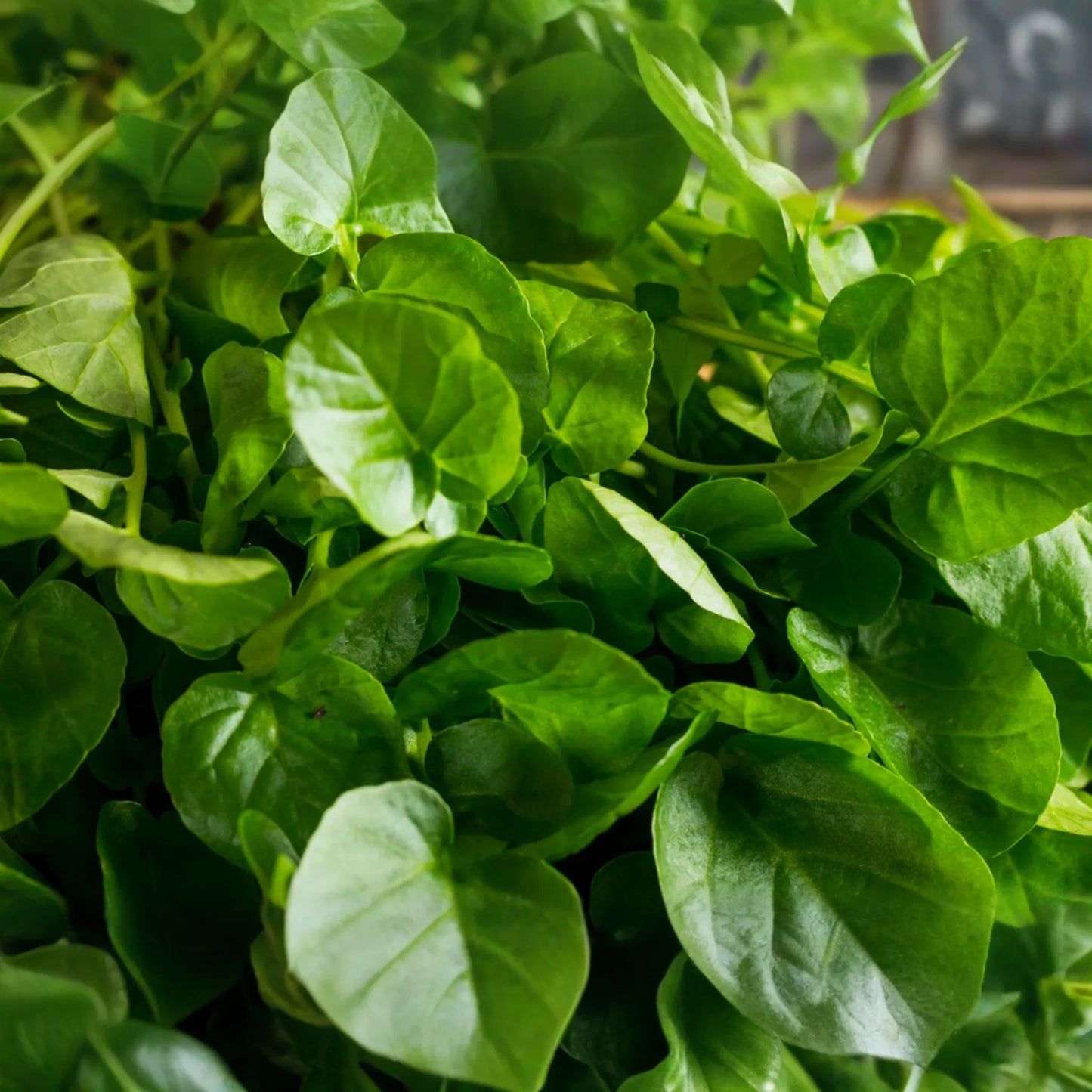 Upland Pepper Cress Seeds | Non-GMO | Fresh Garden Seeds | Lepidium sativum