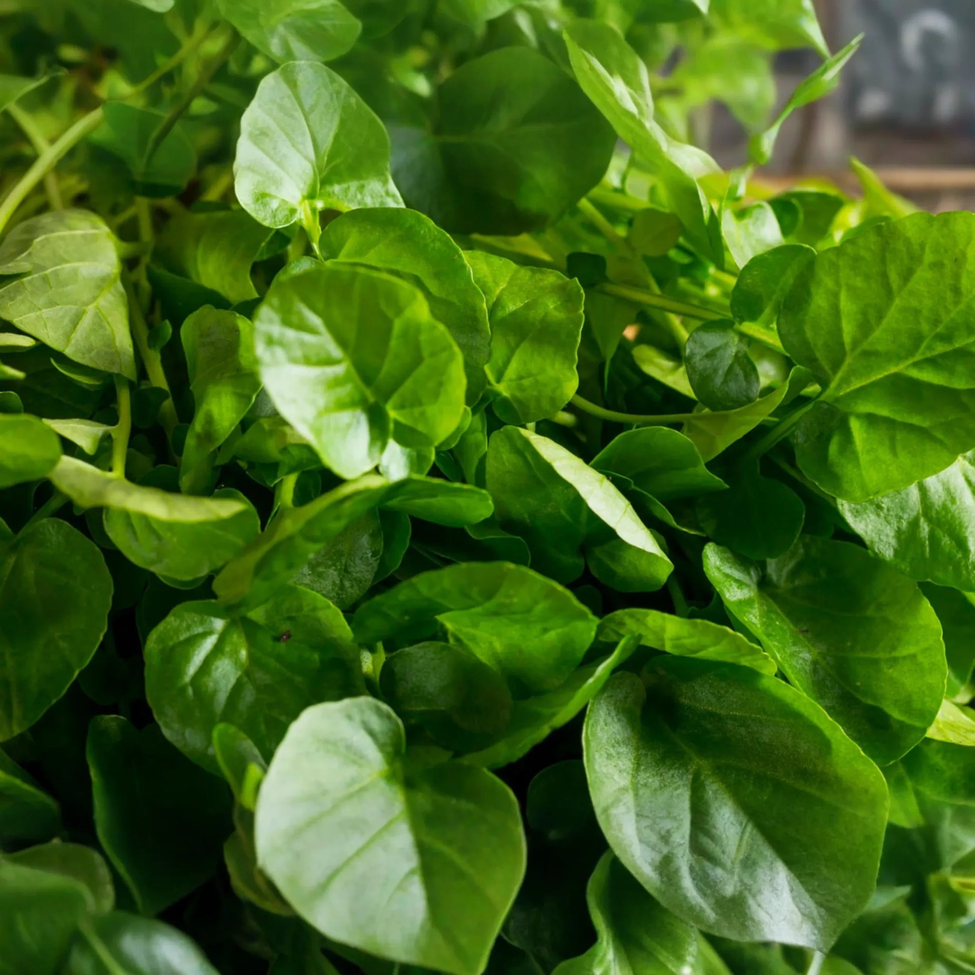 Upland Pepper Cress Seeds | Non-GMO | Fresh Garden Seeds | Lepidium sativum