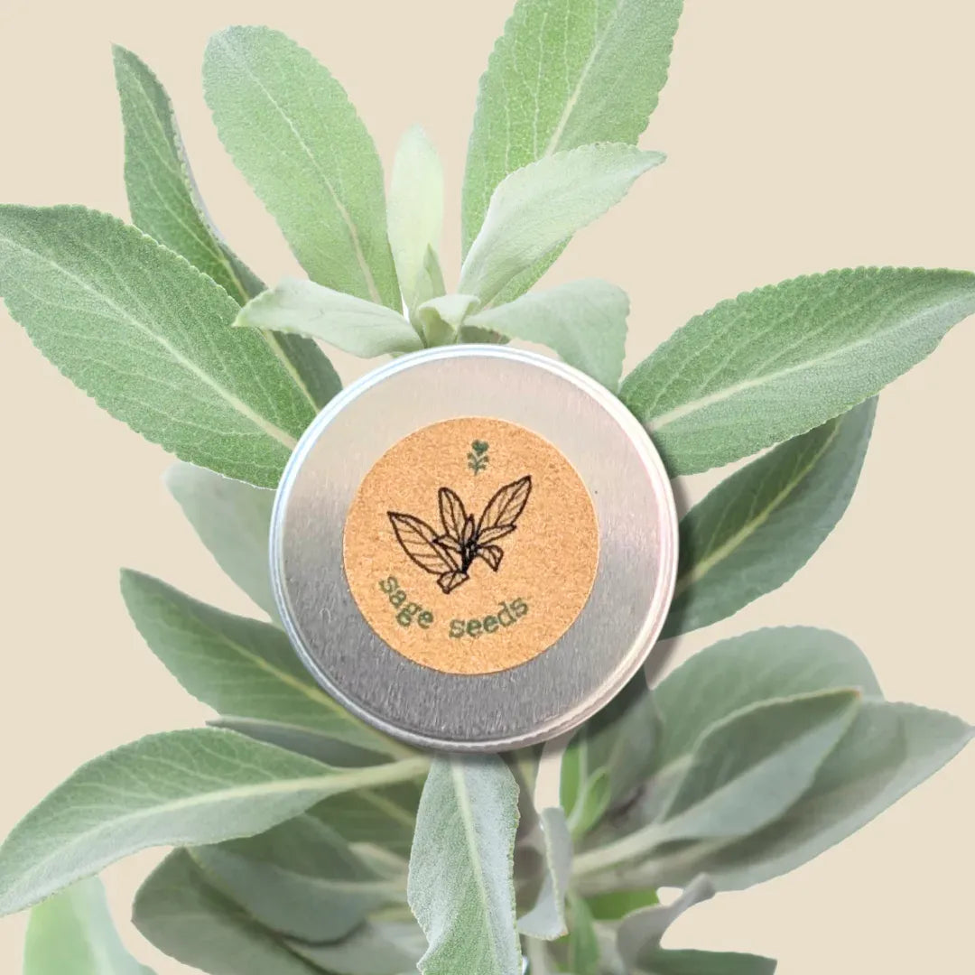 Organic Sage Seeds