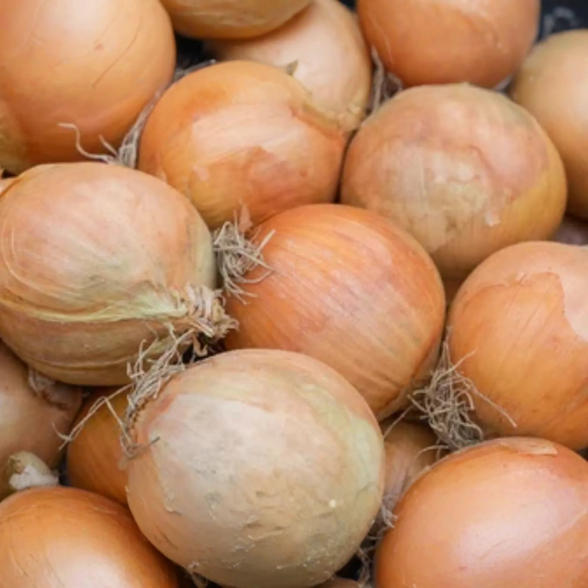 250mg Onion Blanco Duro Seeds Allium cepa | White Globe Onion, Non-GMO, Crisp Flavor, Ideal for Fresh Cooking and Long Storage