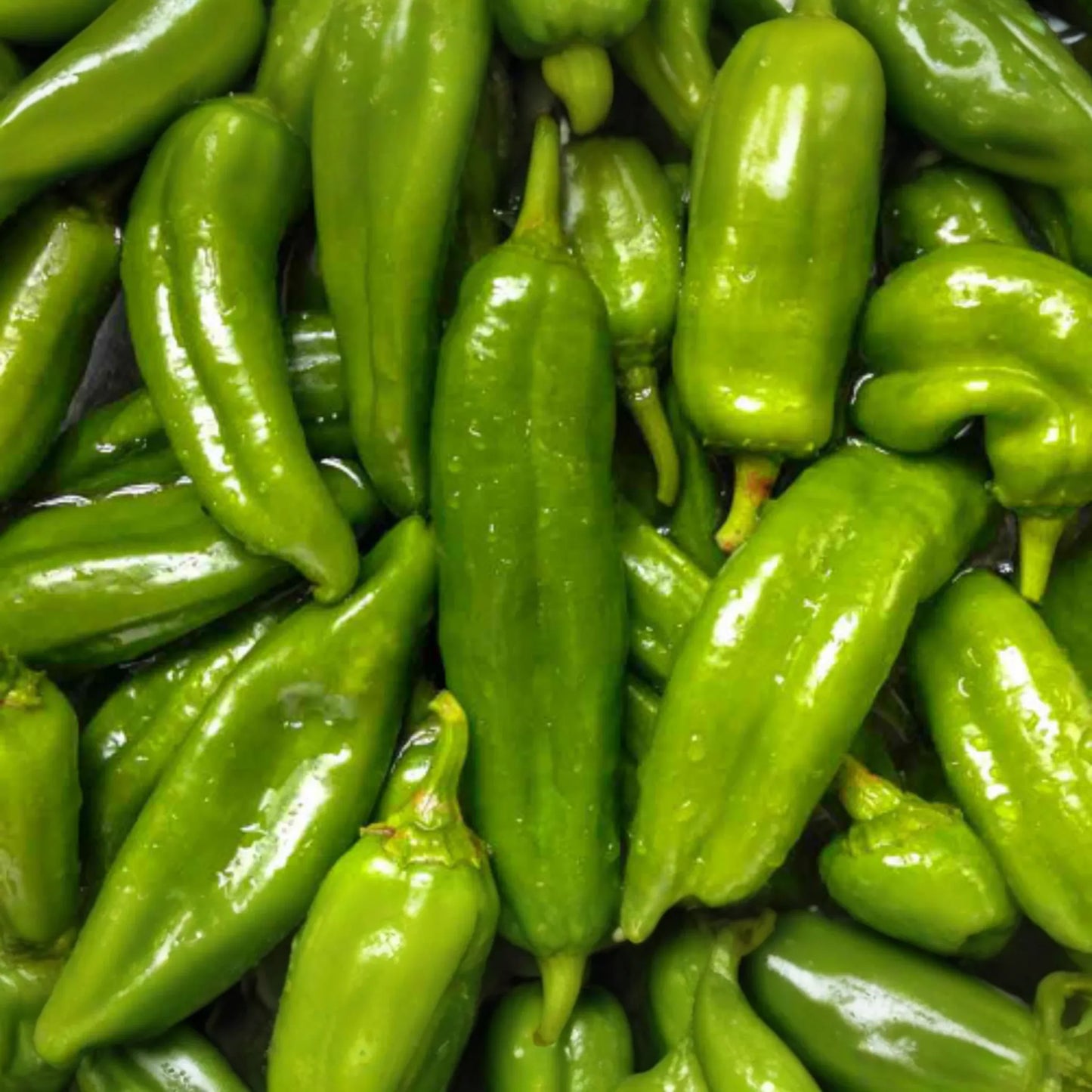 250mg Sandia Hot Pepper Seeds Capsicum annuum | Medium-Hot Chile, Heirloom Variety, Non-GMO, Great for Roasting, Salsas & Drying