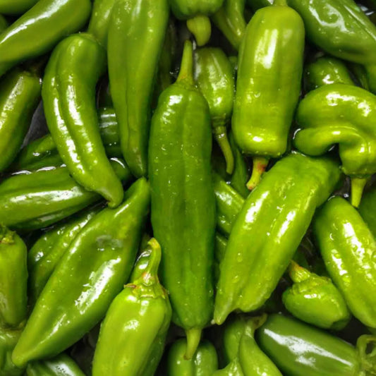 250mg Sandia Hot Pepper Seeds Capsicum annuum | Medium-Hot Chile, Heirloom Variety, Non-GMO, Great for Roasting, Salsas & Drying